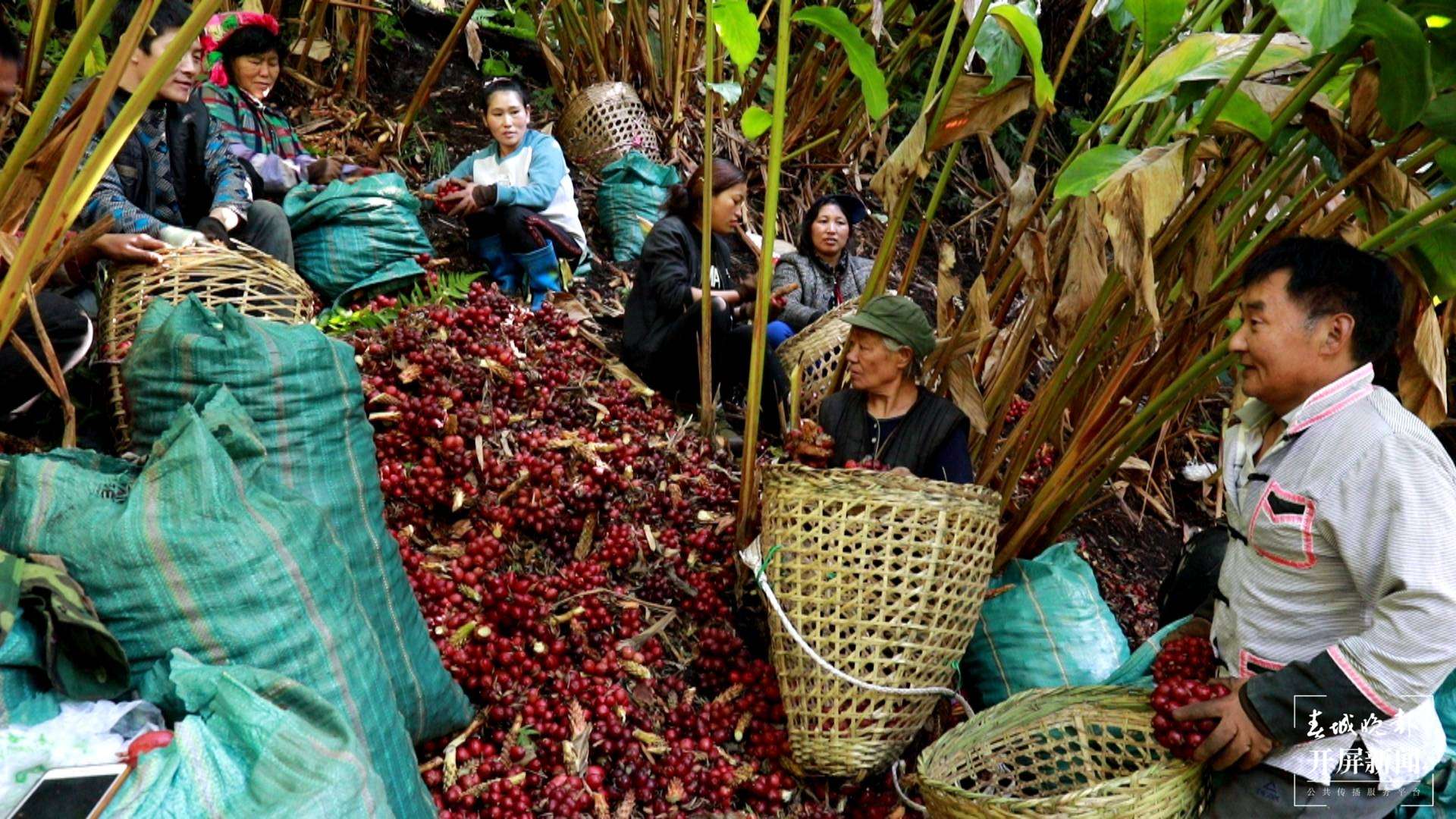 云南日报报业集团“怒江草果正红火”全媒体主题采访活动启动