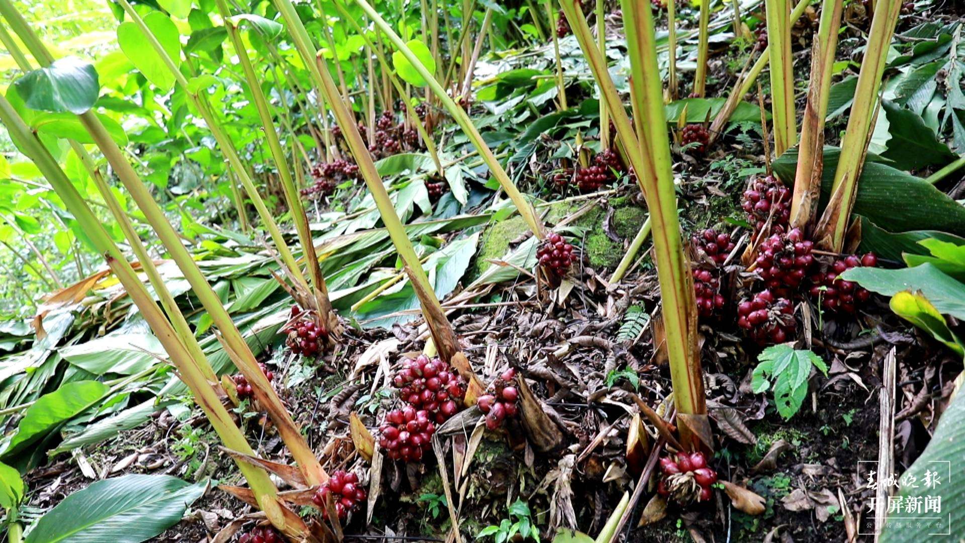云南日报报业集团“怒江草果正红火”全媒体主题采访活动启动