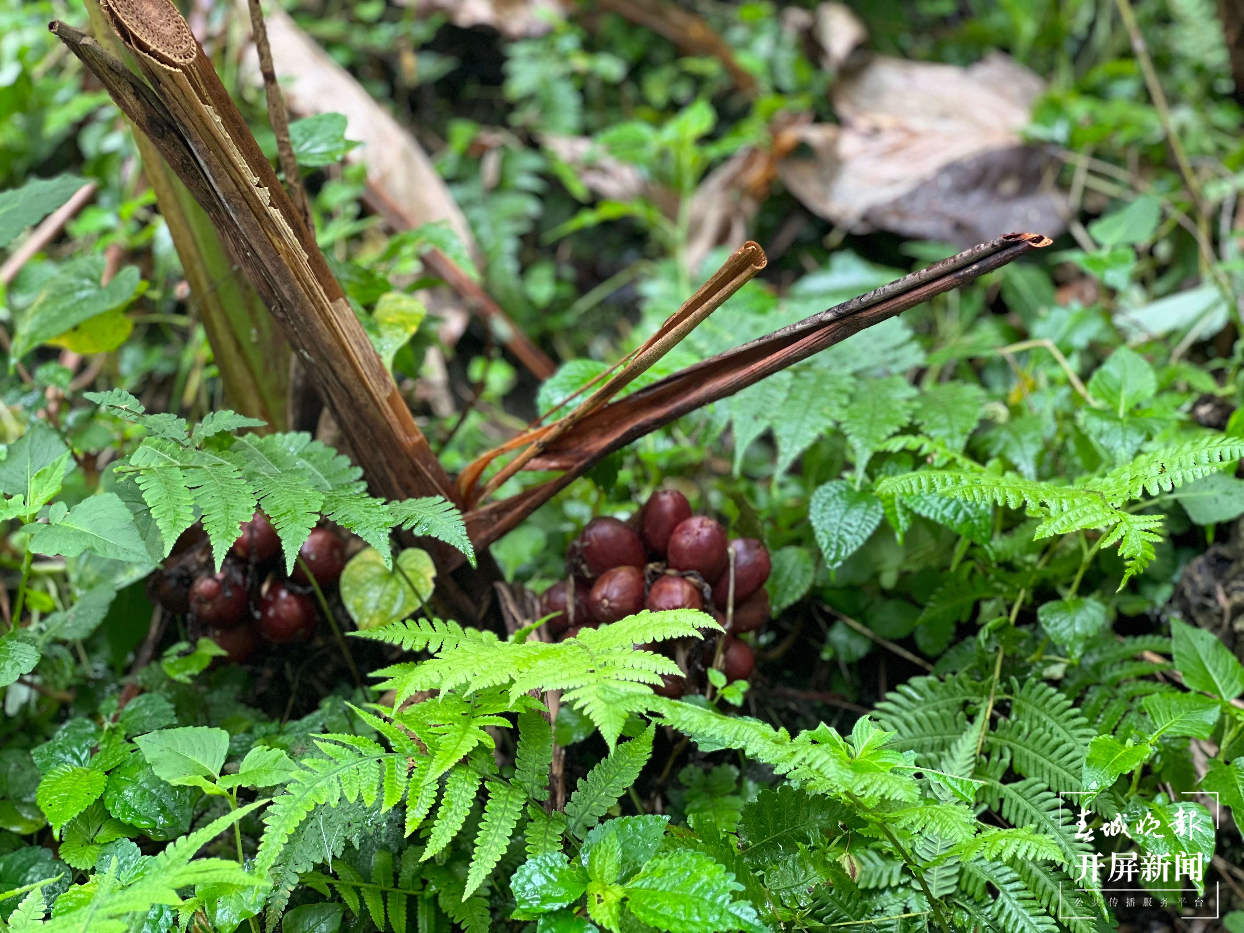 云南日报报业集团“怒江草果正红火”全媒体主题采访活动启动