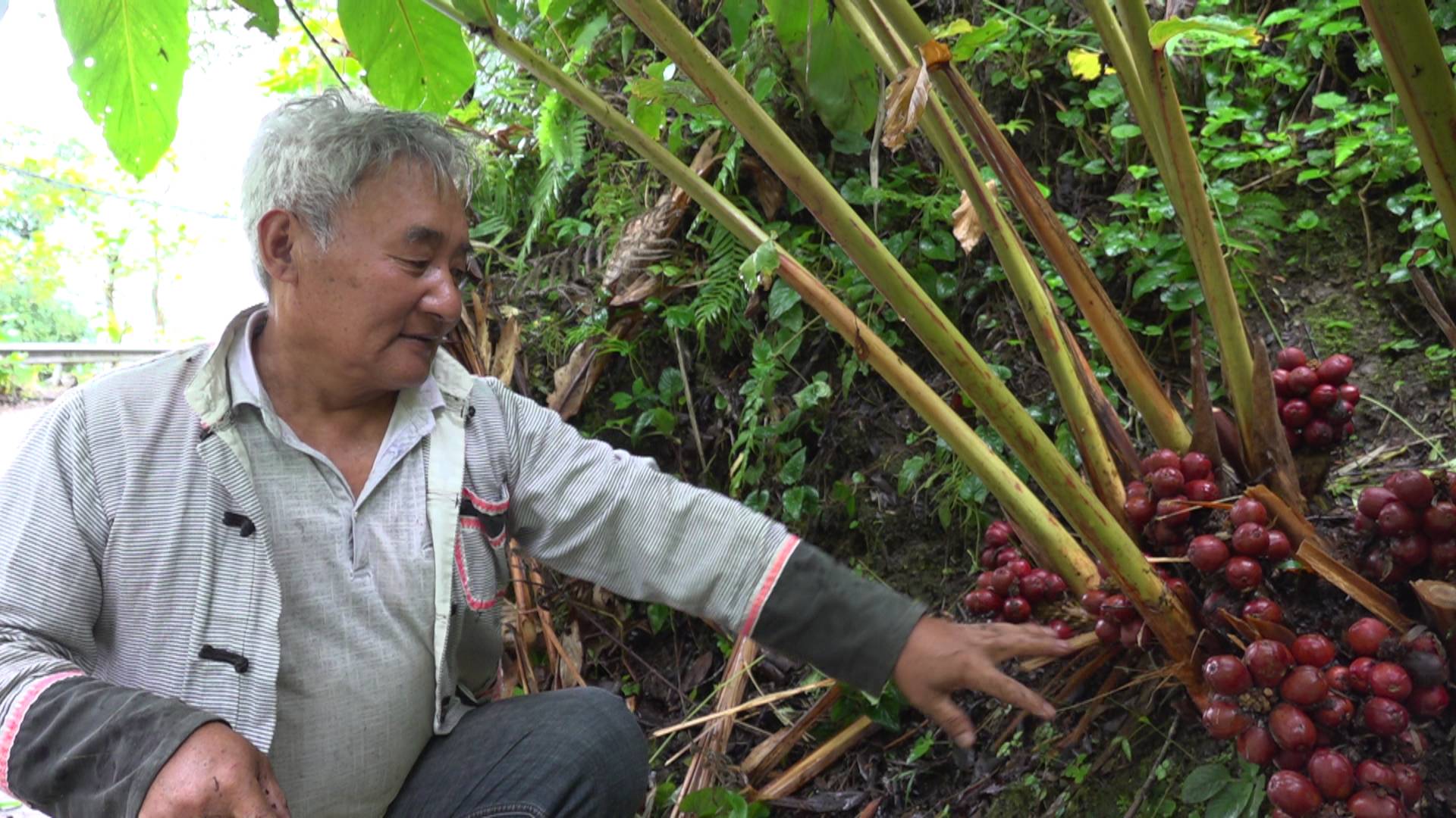 【怒江草果正红火】揭秘草果 | 普拉底乡：闻香识草果