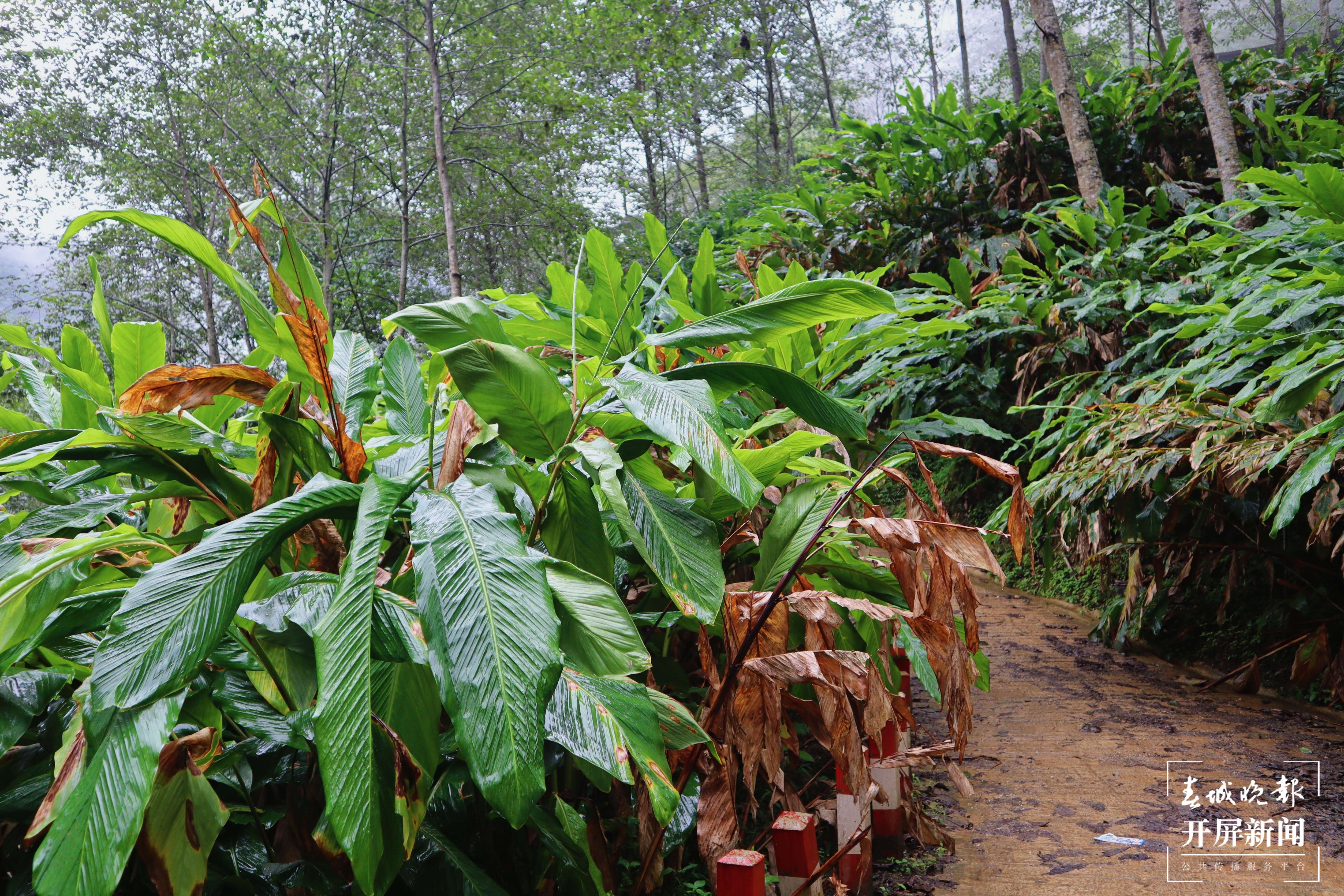 【怒江草果正红火】揭秘草果 | 火红草果堆成山 红火日子幸福长