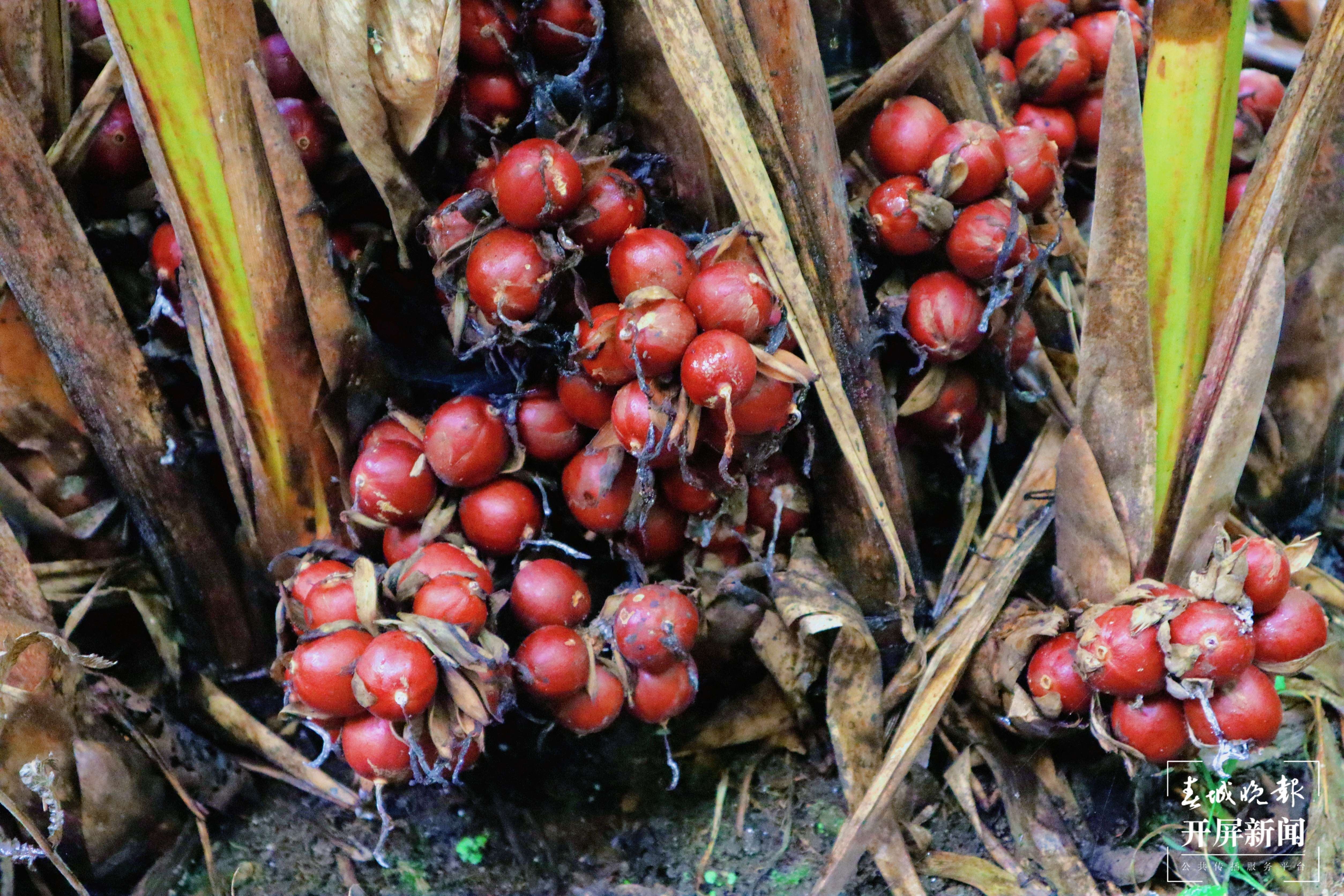 【怒江草果正红火】揭秘草果 | 火红草果堆成山 红火日子幸福长
