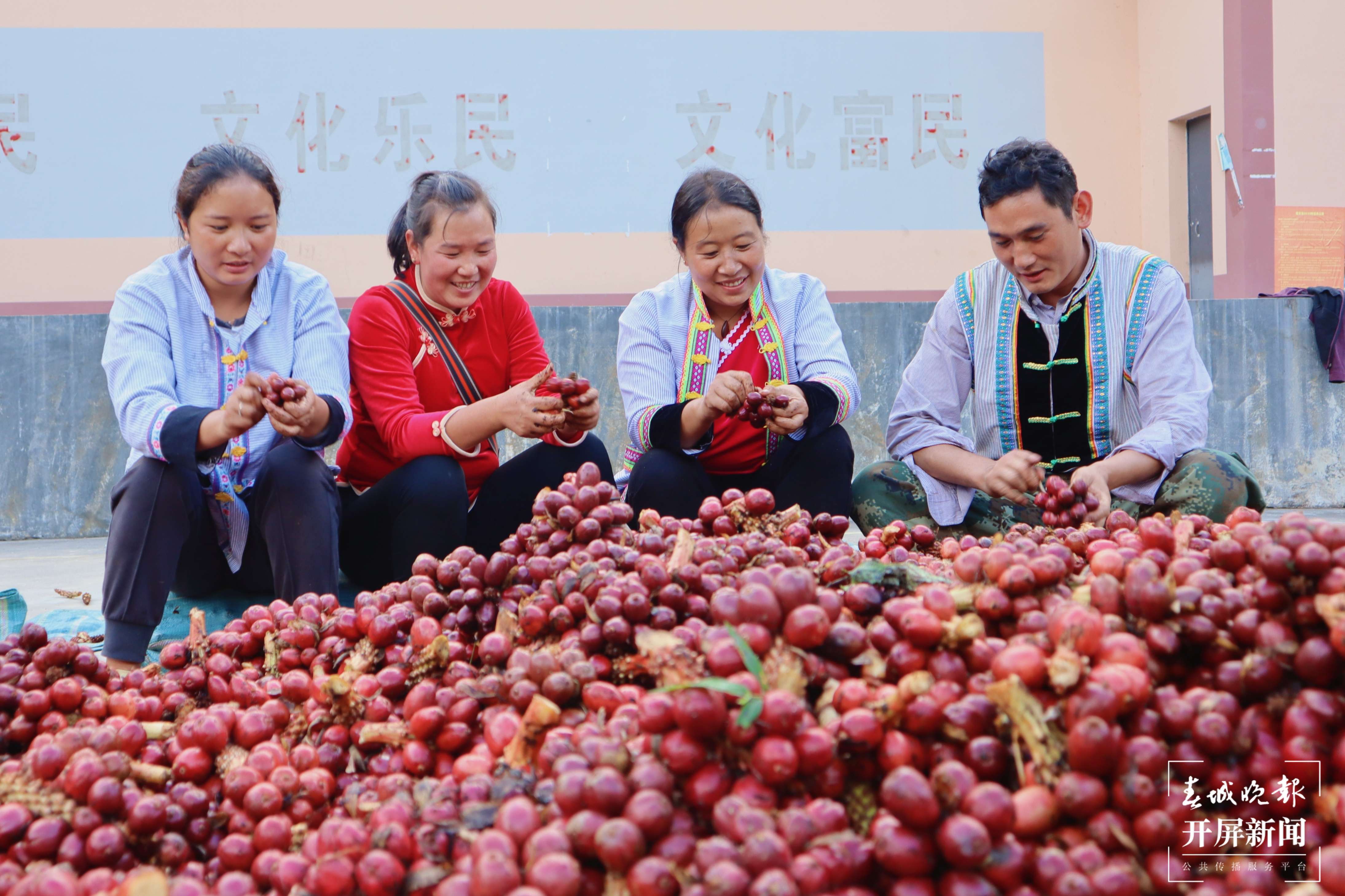 【怒江草果正红火】揭秘草果 | 火红草果堆成山 红火日子幸福长