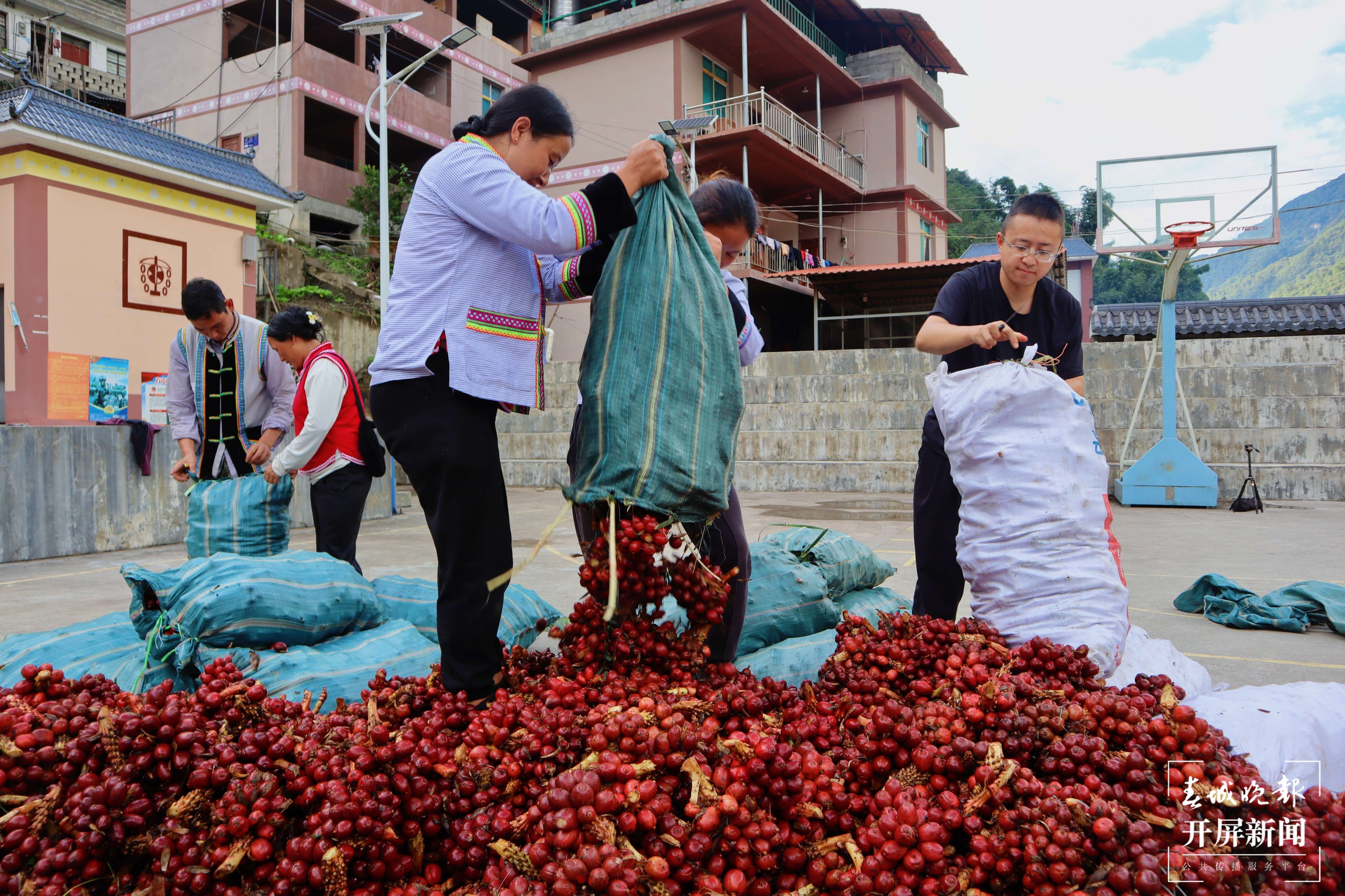 【怒江草果正红火】揭秘草果 | 火红草果堆成山 红火日子幸福长