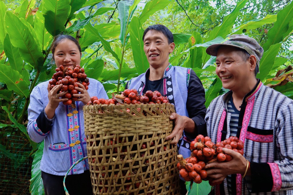 【怒江草果正红火】揭秘草果 | 马吉米:道路通畅 草果出山