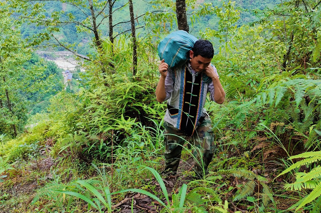 【怒江草果正红火】揭秘草果 | 马吉米:道路通畅 草果出山