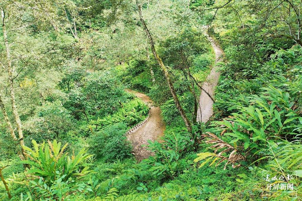 【怒江草果正红火】揭秘草果 | 马吉米:道路通畅 草果出山