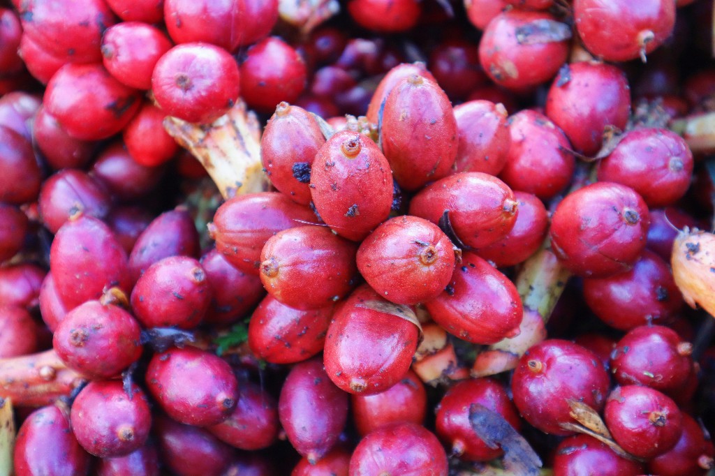 【怒江草果正红火】揭秘草果 | 马吉米:道路通畅 草果出山