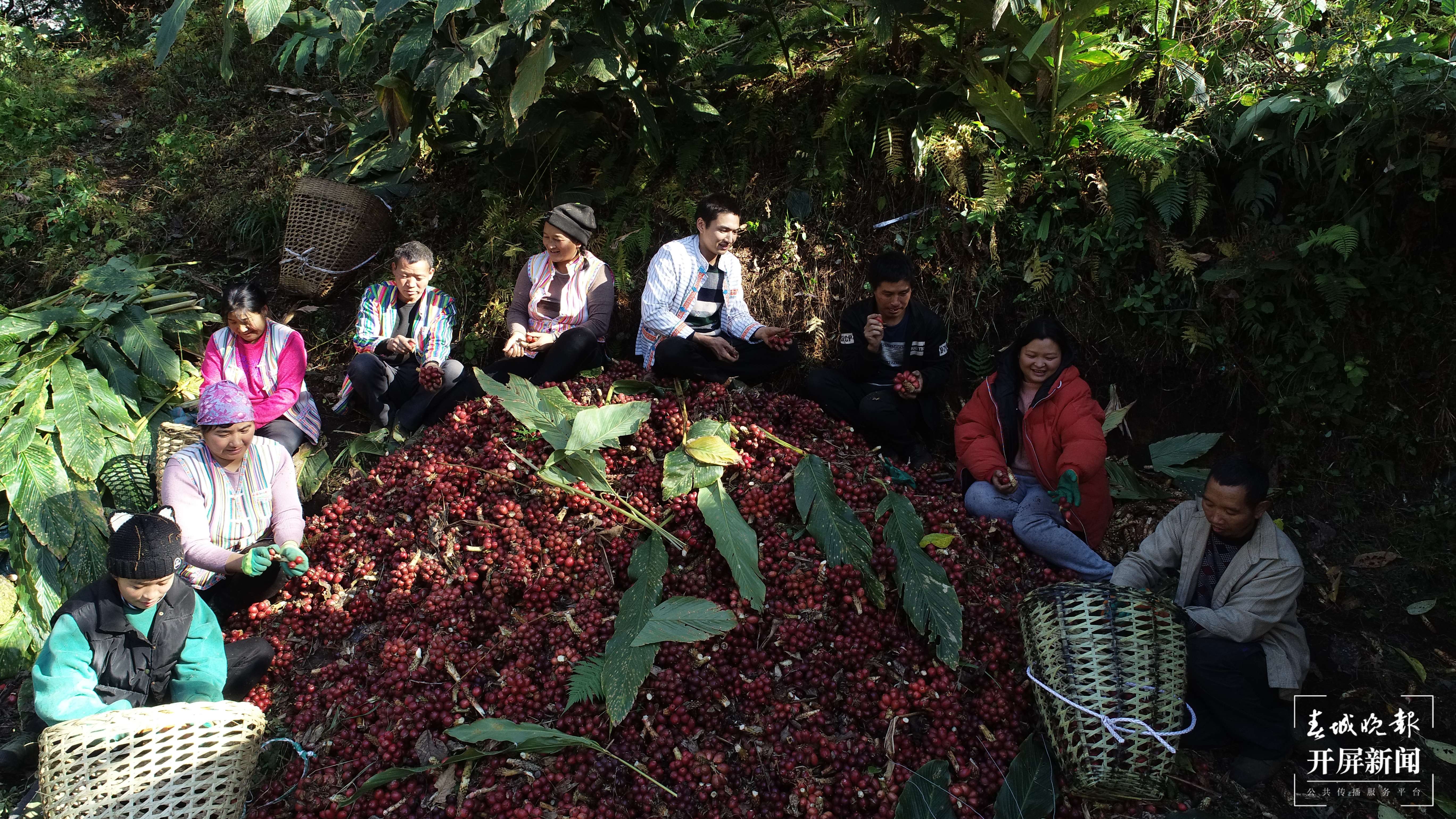【怒江草果正红火】揭秘草果 | 深山密林出金果——贡山独龙族怒族自治县草果产业发展综述