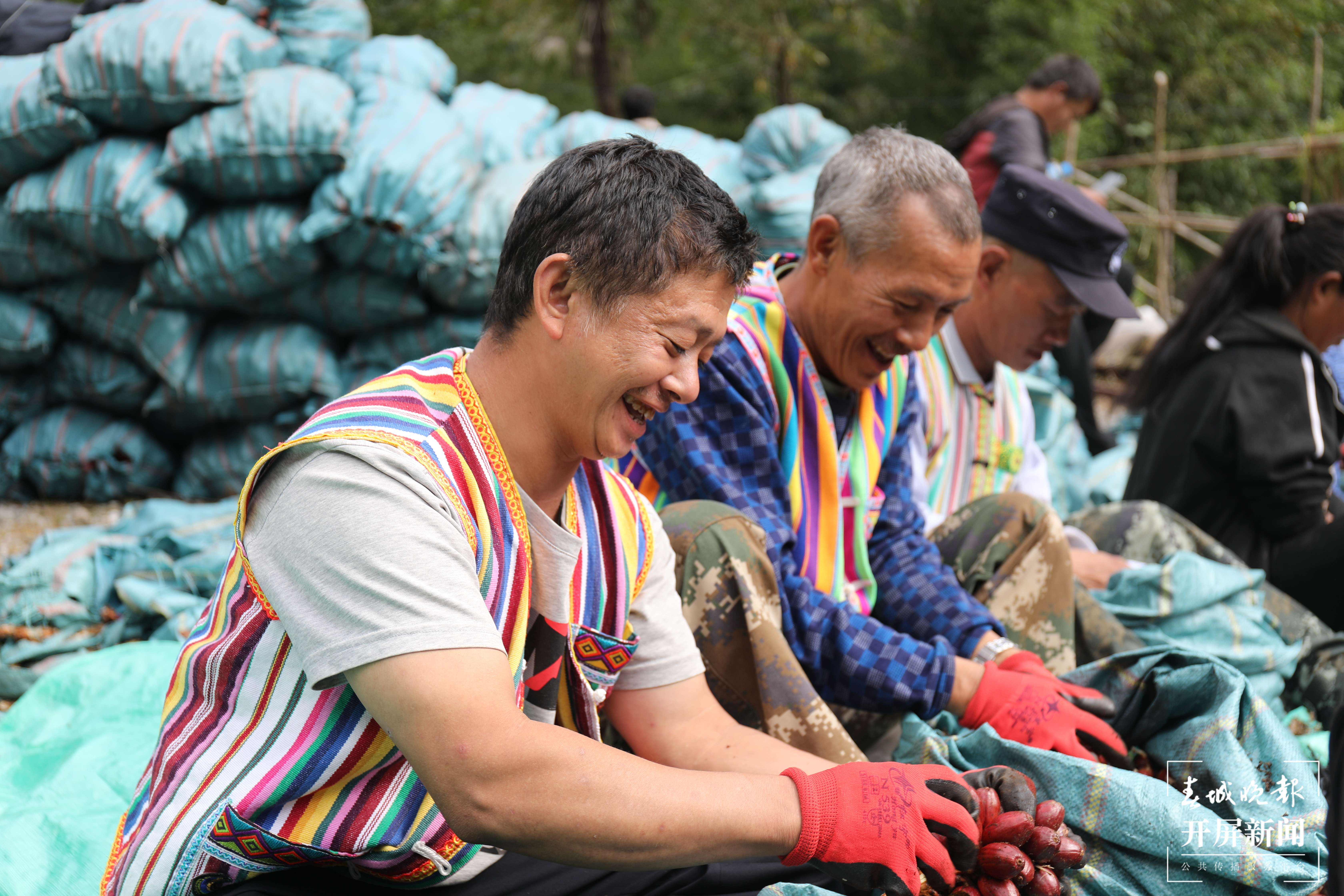 【怒江草果正红火】揭秘草果 | 深山密林出金果——贡山独龙族怒族自治县草果产业发展综述