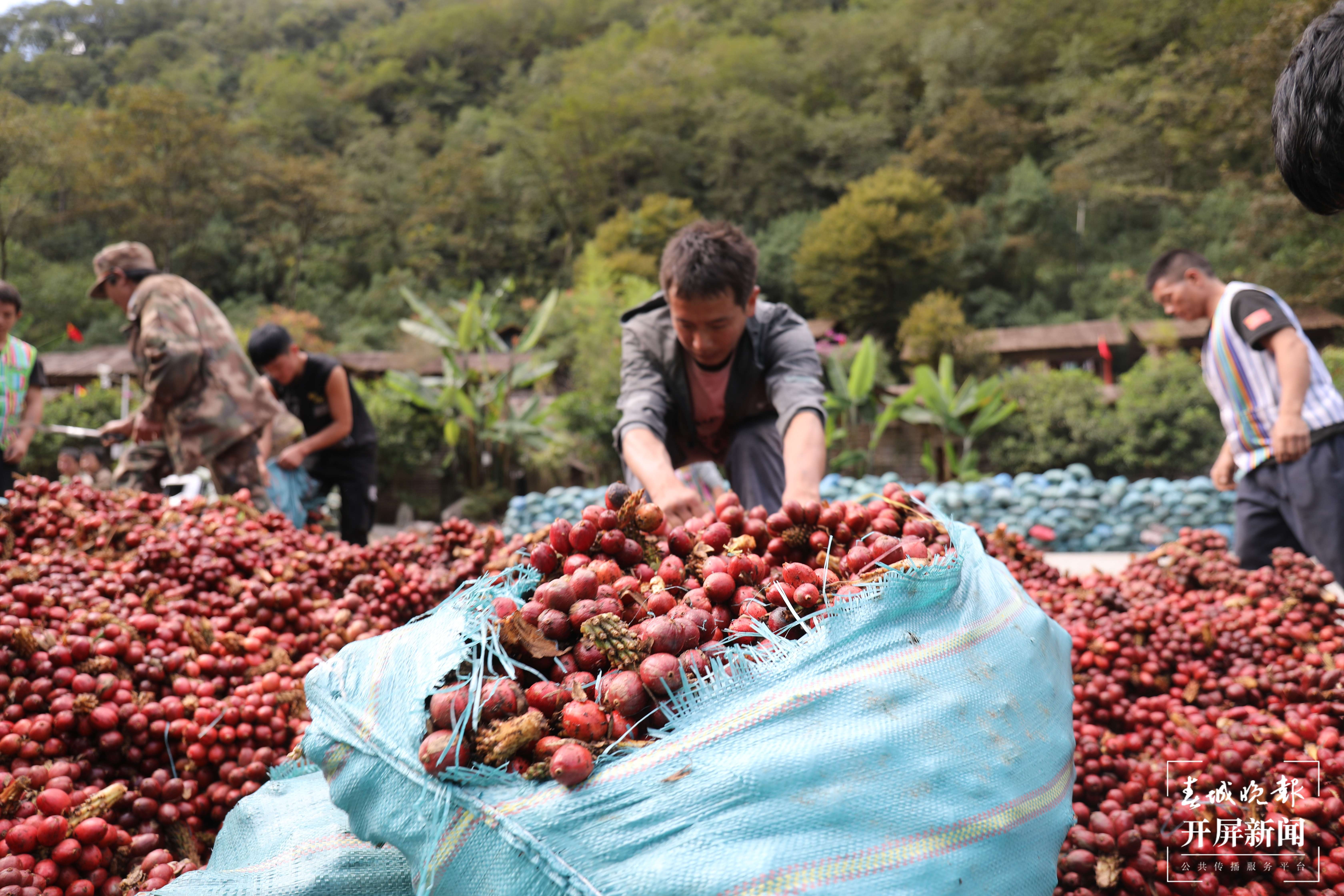 【怒江草果正红火】揭秘草果 | 深山密林出金果——贡山独龙族怒族自治县草果产业发展综述