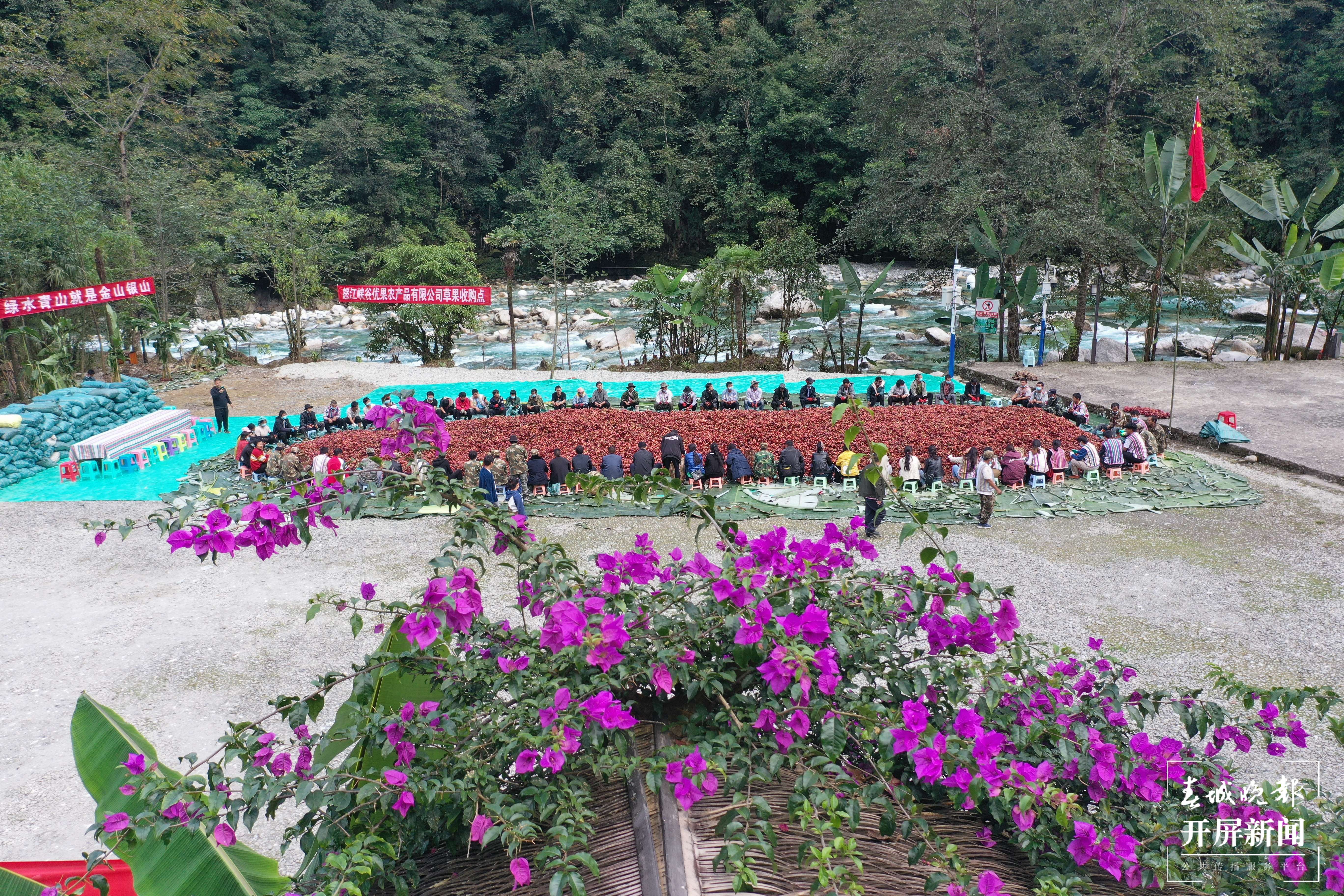 【怒江草果正红火】揭秘草果 | 深山密林出金果——贡山独龙族怒族自治县草果产业发展综述