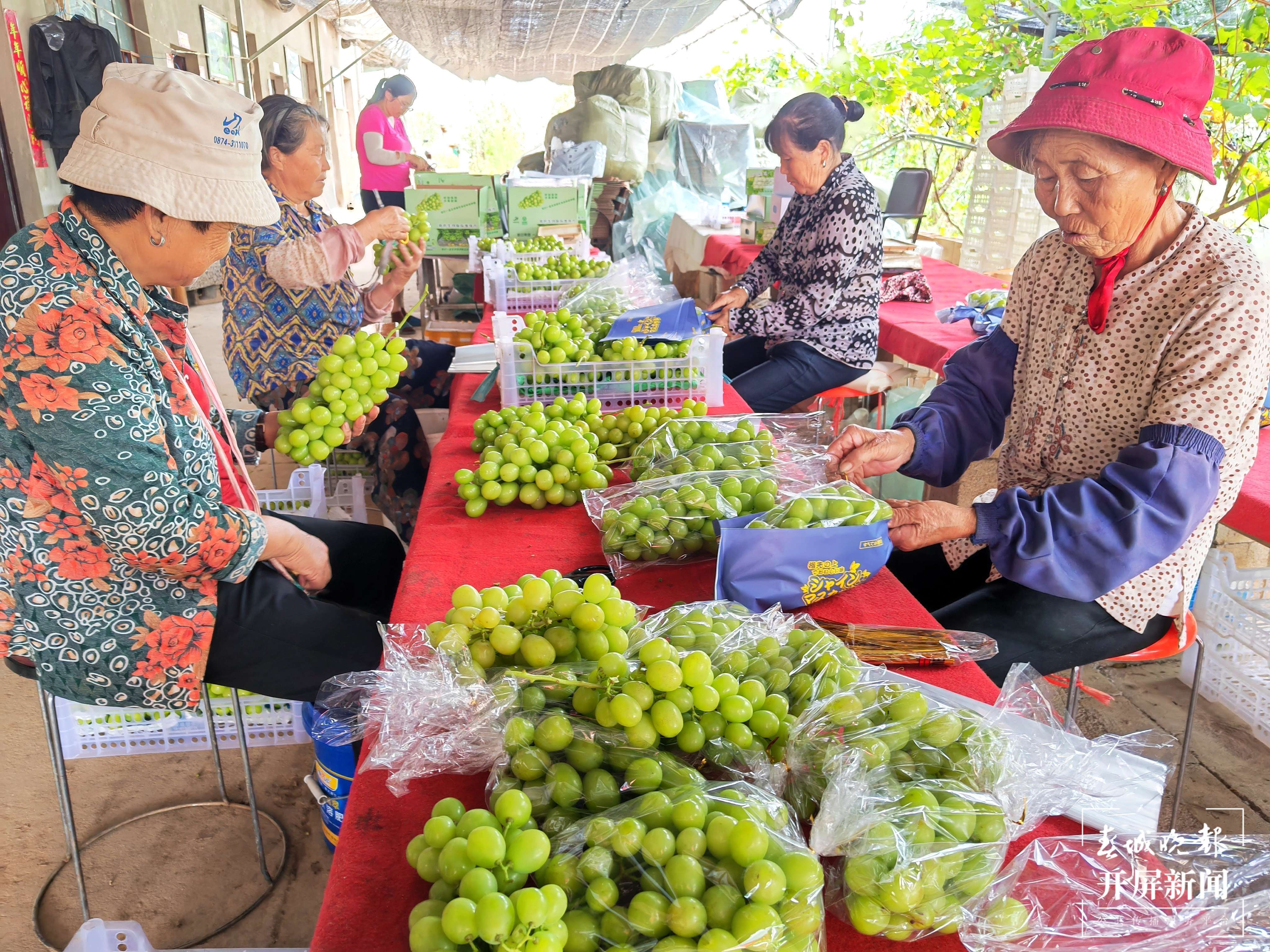 曲靖南盘江 丰收 秋景（开屏新闻记者 蒋琼波 摄）