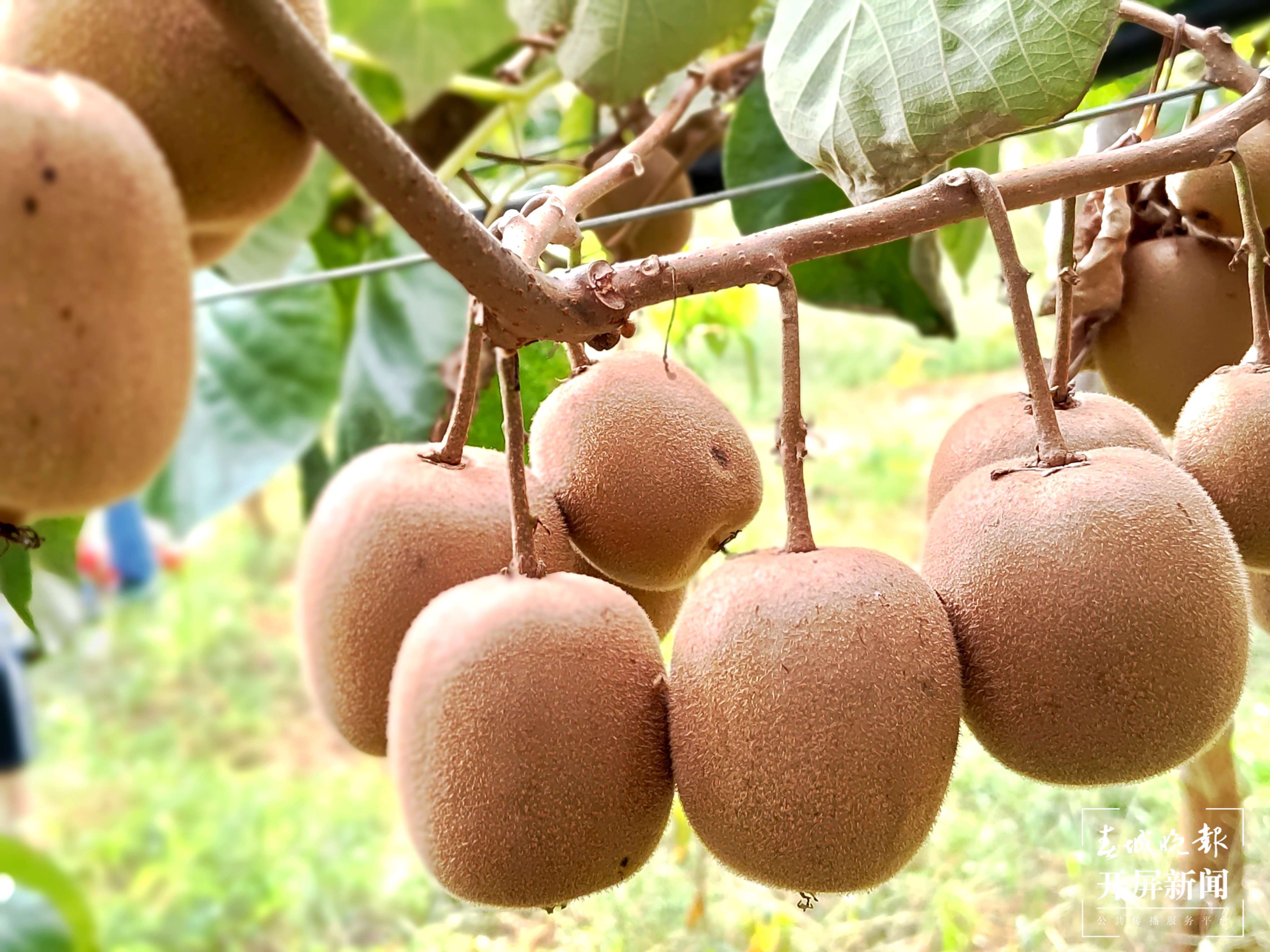 曲靖南盘江 丰收 秋景（开屏新闻记者 蒋琼波 摄）