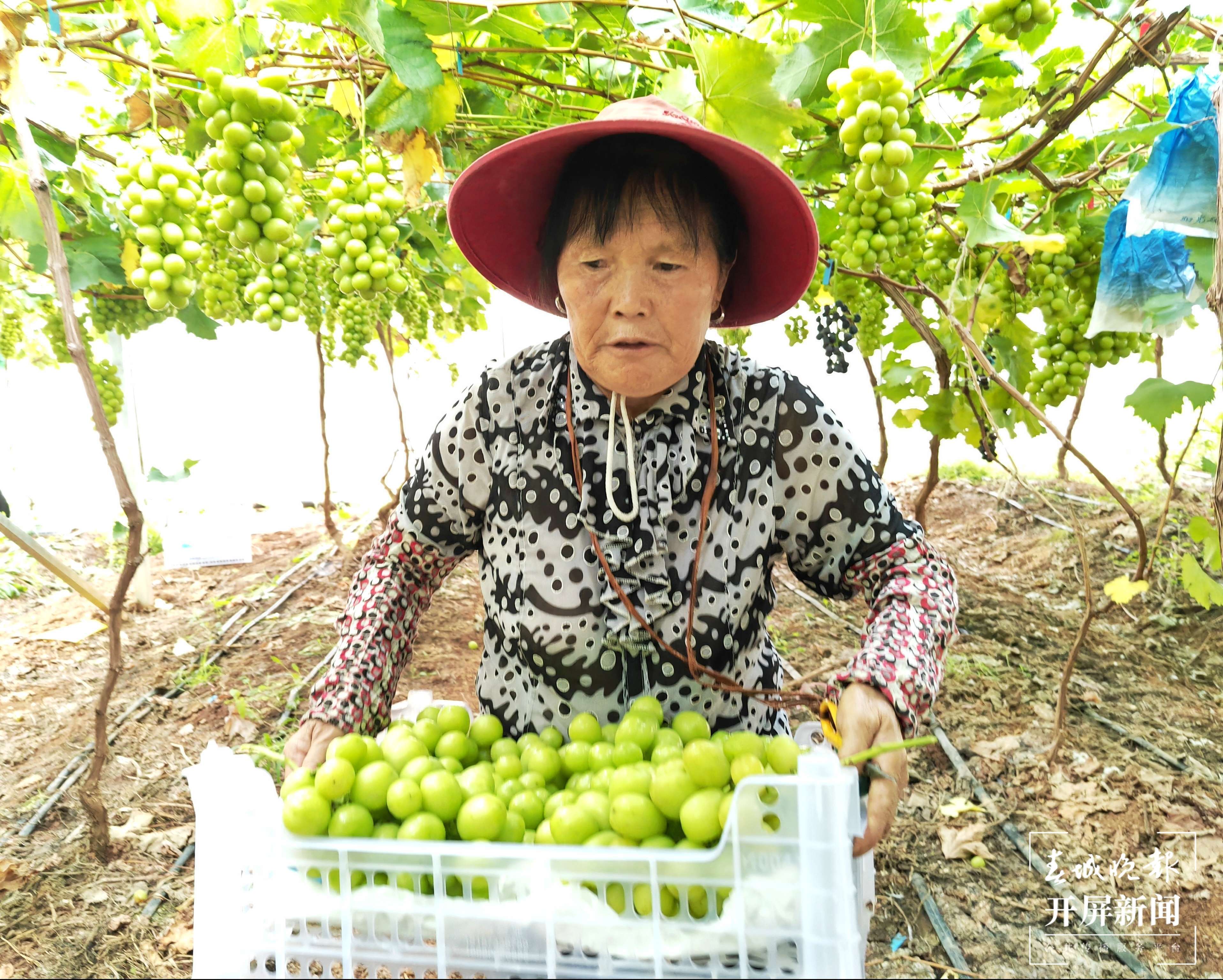 曲靖南盘江 丰收 秋景（开屏新闻记者 蒋琼波 摄）