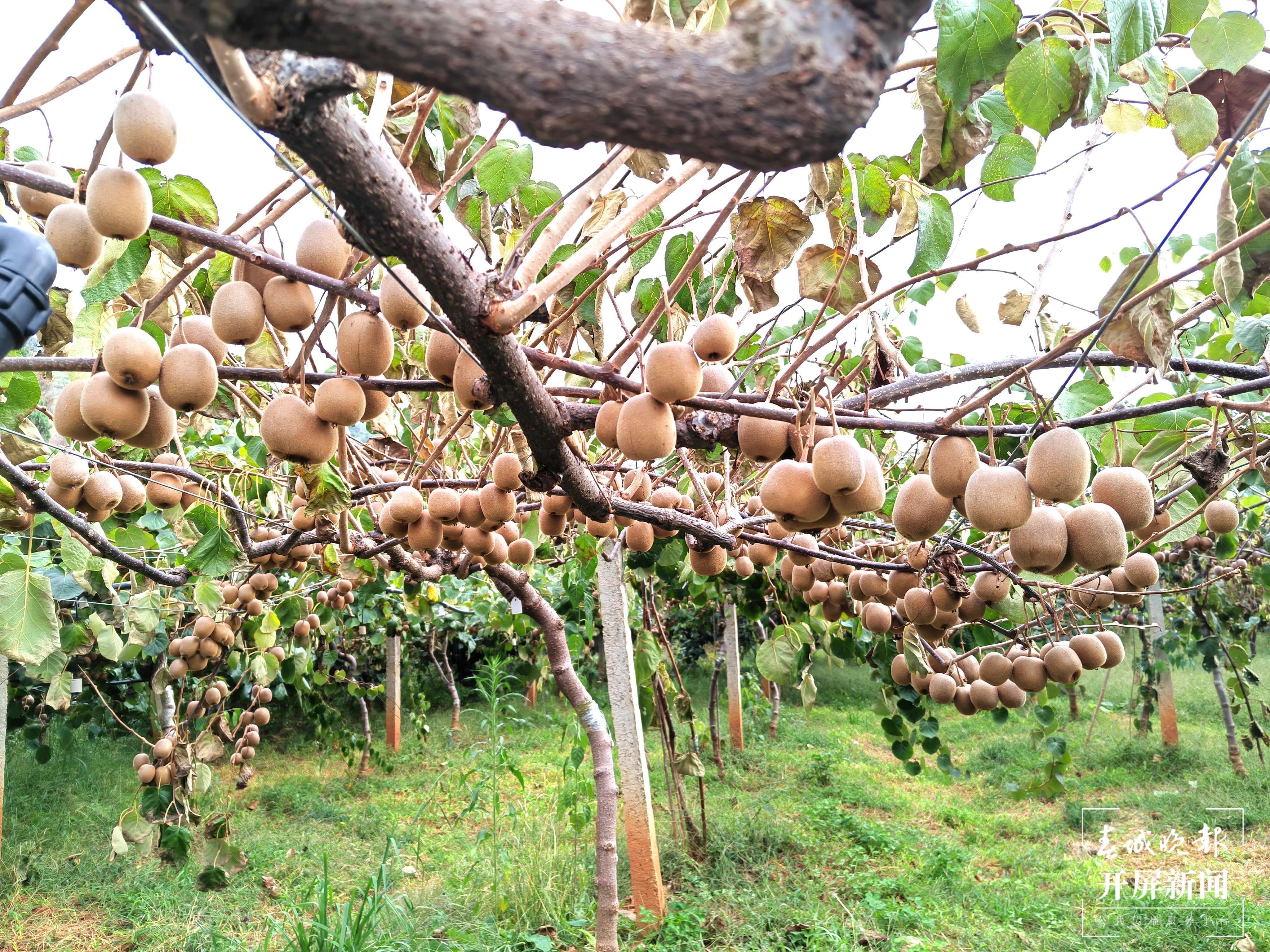 曲靖南盘江 丰收 秋景（开屏新闻记者 蒋琼波 摄）