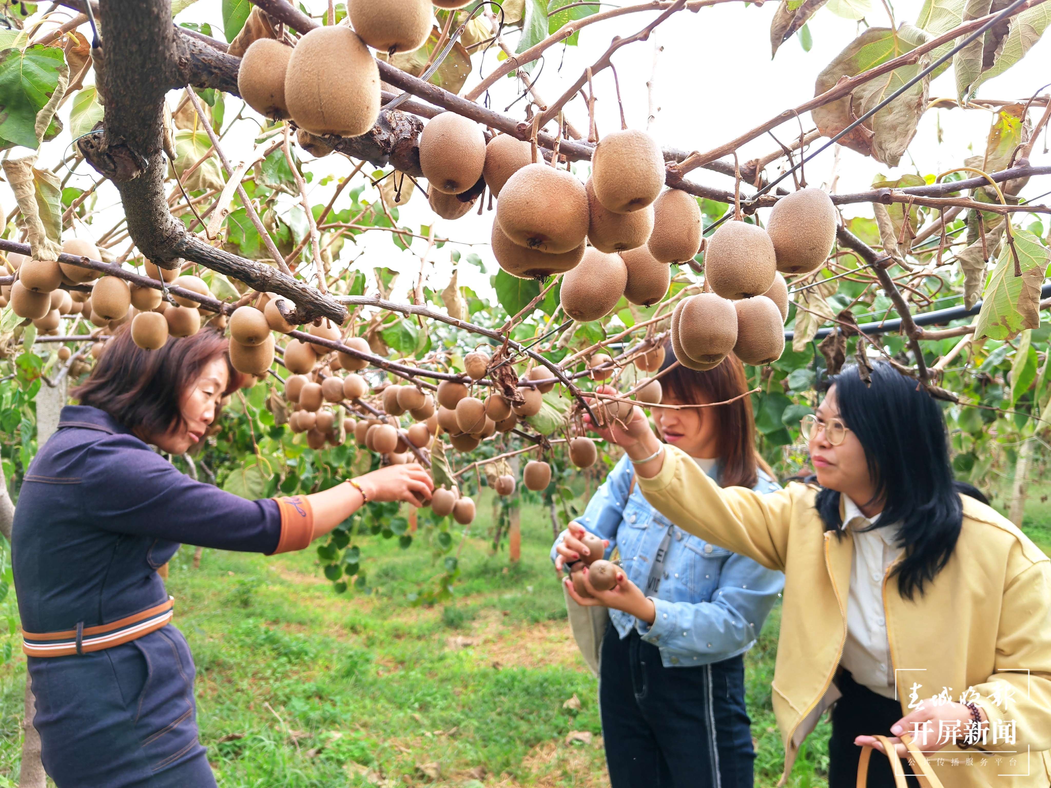 曲靖南盘江 丰收 秋景（开屏新闻记者 蒋琼波 摄）