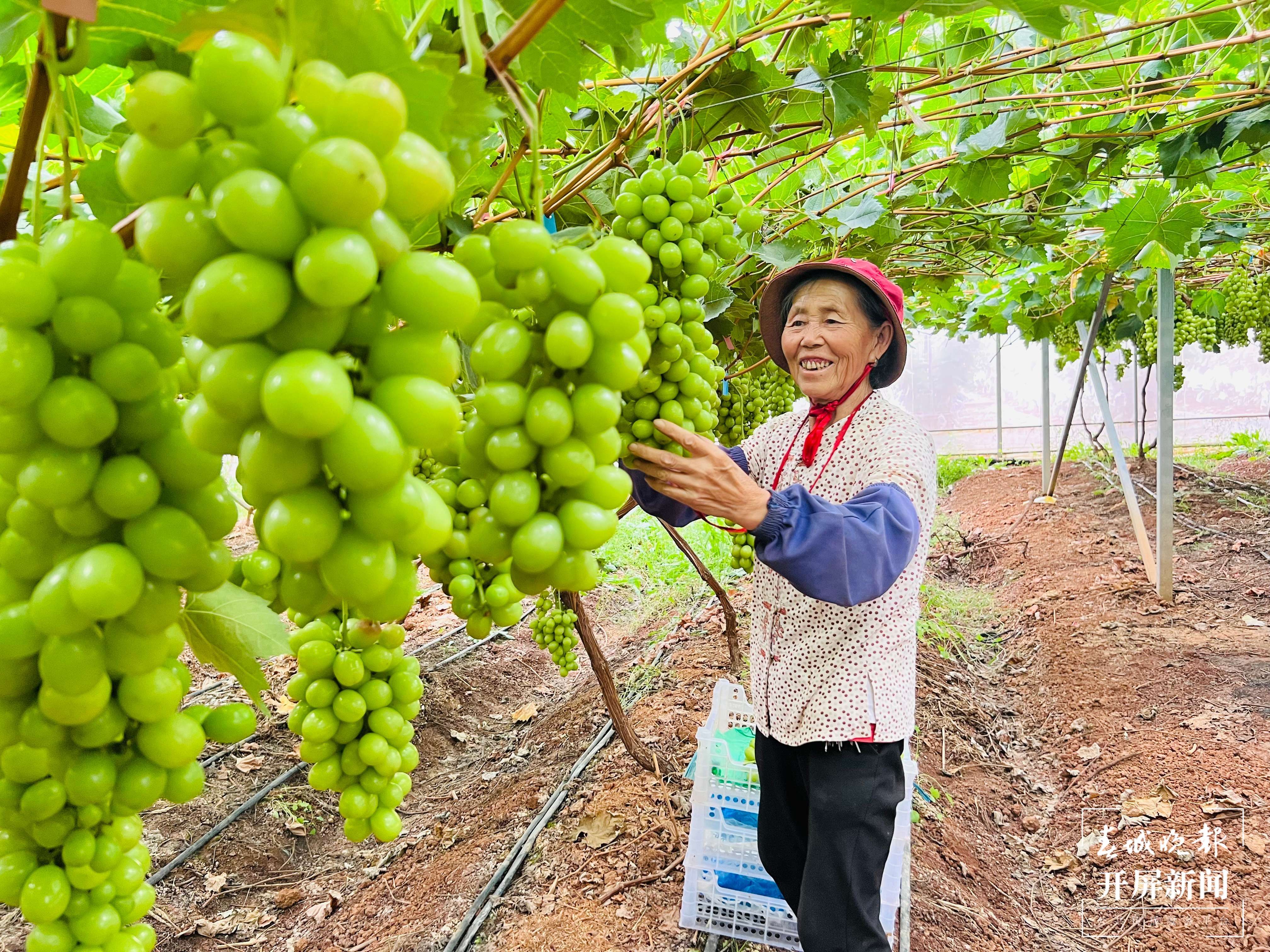 曲靖南盘江 丰收 秋景（开屏新闻记者 蒋琼波 摄）