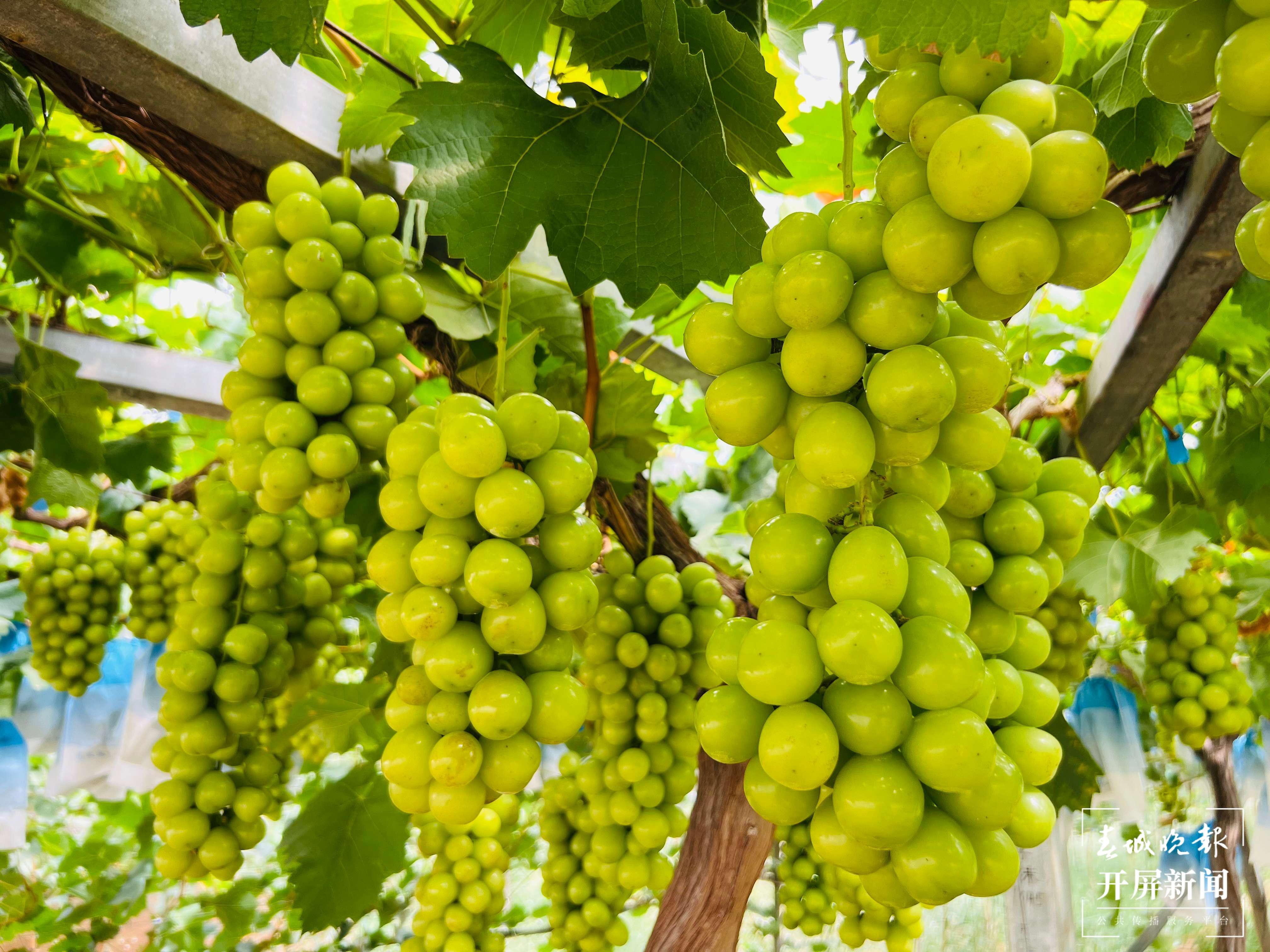 曲靖南盘江 丰收 秋景（开屏新闻记者 蒋琼波 摄）