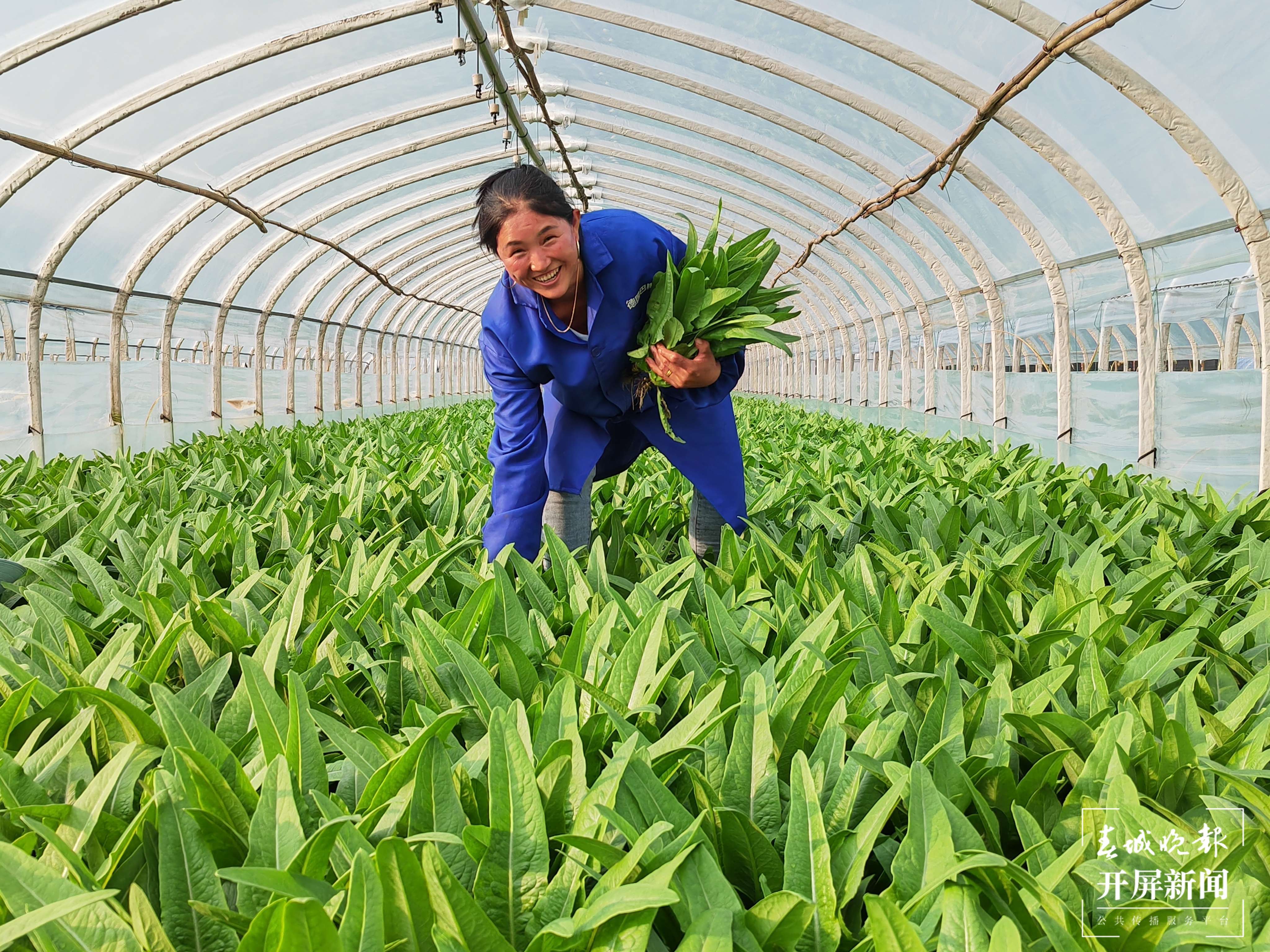 曲靖南盘江 丰收 秋景（开屏新闻记者 蒋琼波 摄）