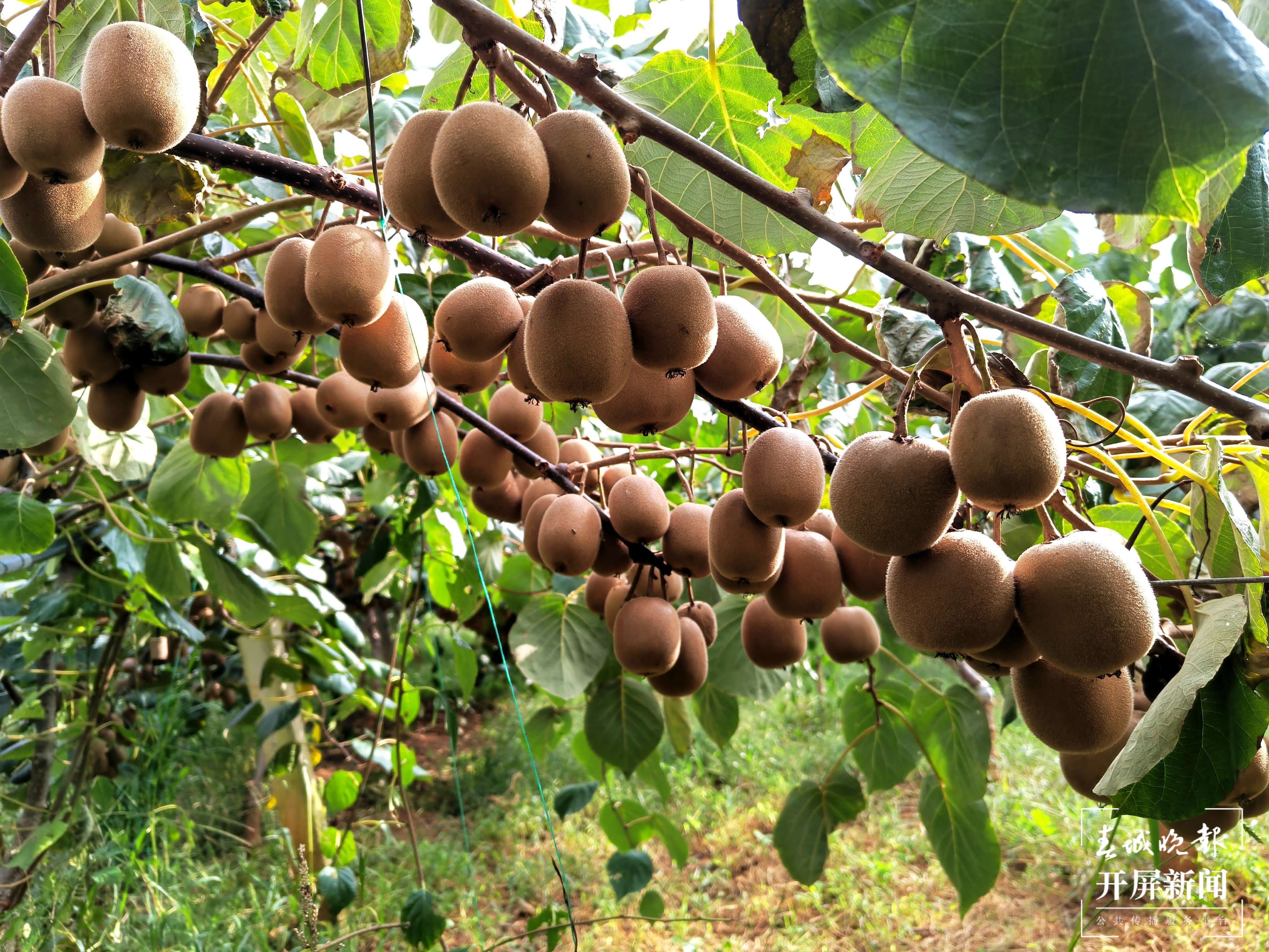 曲靖南盘江 丰收 秋景（开屏新闻记者 蒋琼波 摄）