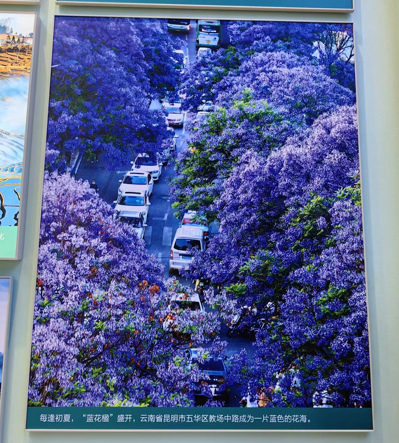 成就展·看云南⑧丨图片背后的故事：春城昆明的“花式浪漫”