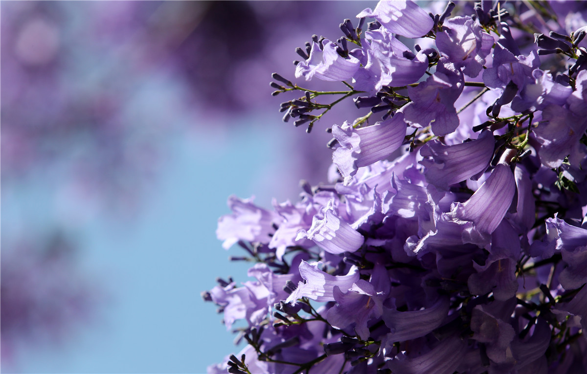 成就展·看云南⑧丨图片背后的故事：春城昆明的“花式浪漫”