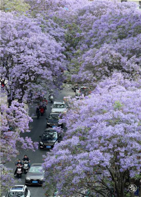 成就展·看云南⑧丨图片背后的故事：春城昆明的“花式浪漫”