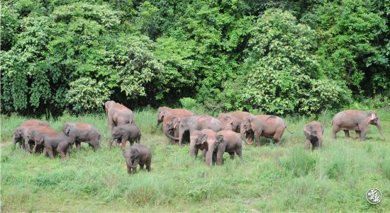 成就展·看云南⑨丨图片背后的故事：彩云之南——“象往”的地方