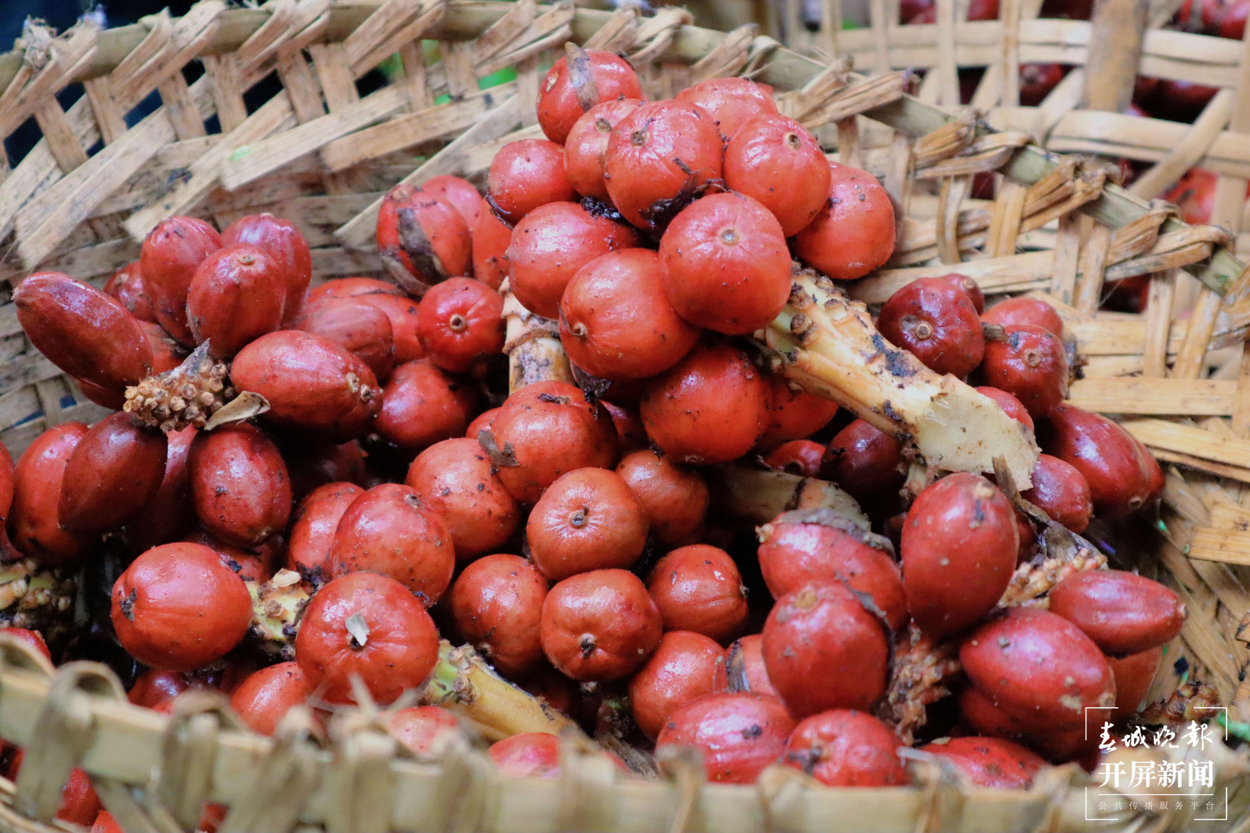 【怒江草果正红火】揭秘草果 | 怒江州大力推进草果产业提质增效势头正劲—— 将幸福生活“种”在高山密林间