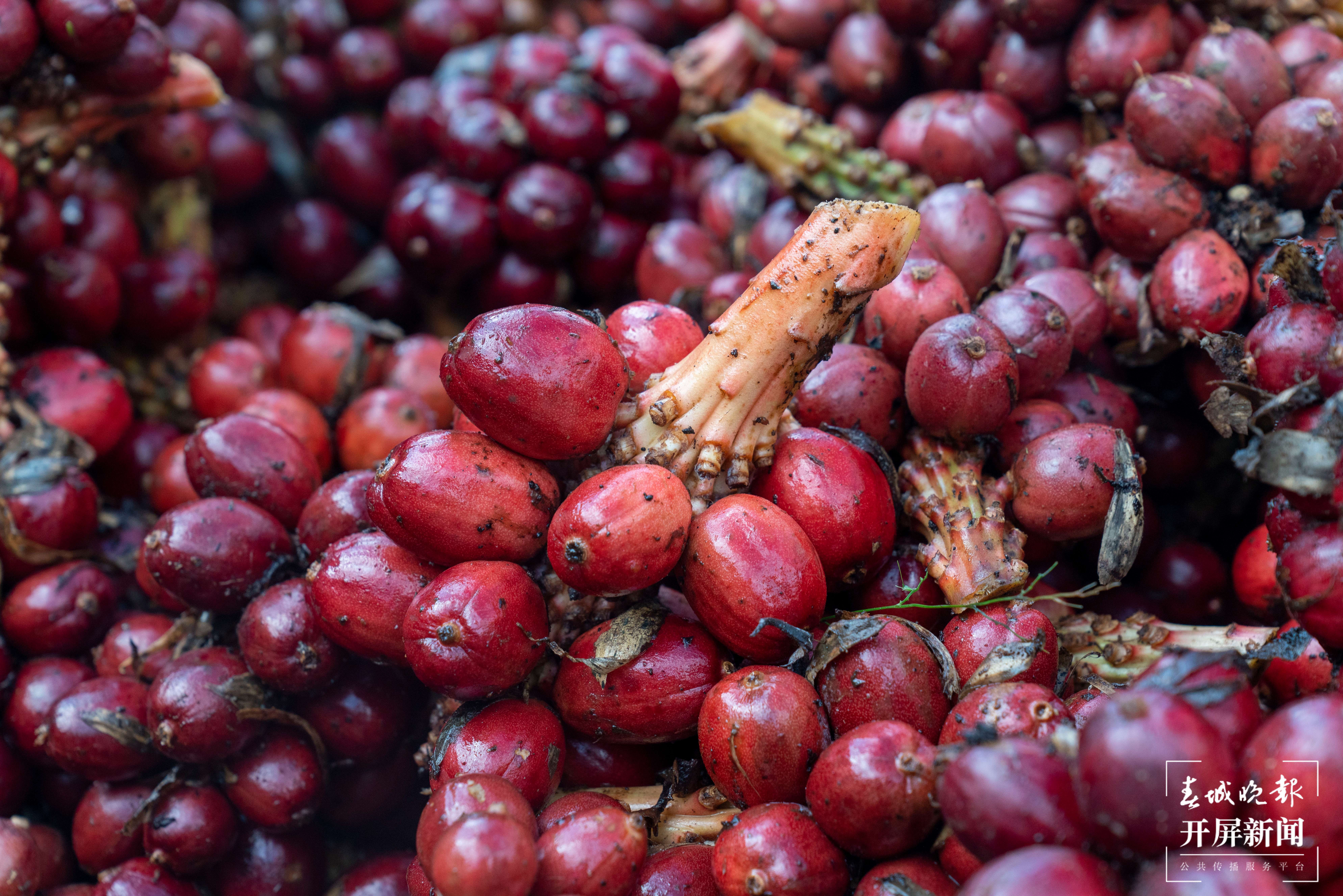 【怒江草果正红火】揭秘草果 | 怒江州大力推进草果产业提质增效势头正劲—— 将幸福生活“种”在高山密林间