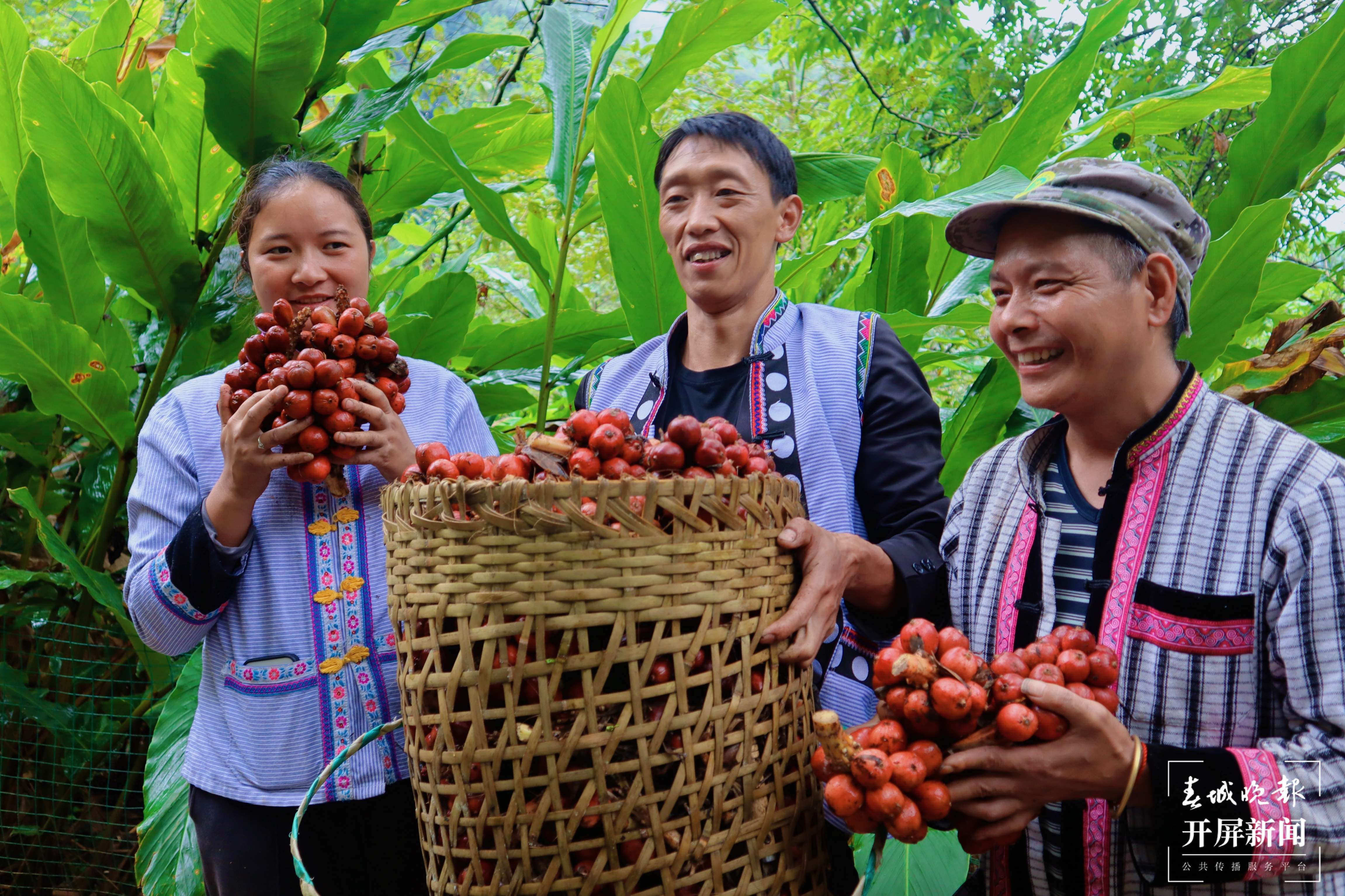 【怒江草果正红火】揭秘草果 | 怒江州大力推进草果产业提质增效势头正劲—— 将幸福生活“种”在高山密林间