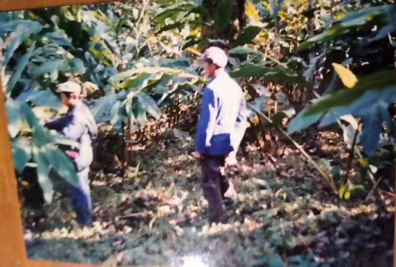 【怒江草果正红火】峡谷怒江 | 普卖付——怒江草果种植第一个“吃螃蟹”的人