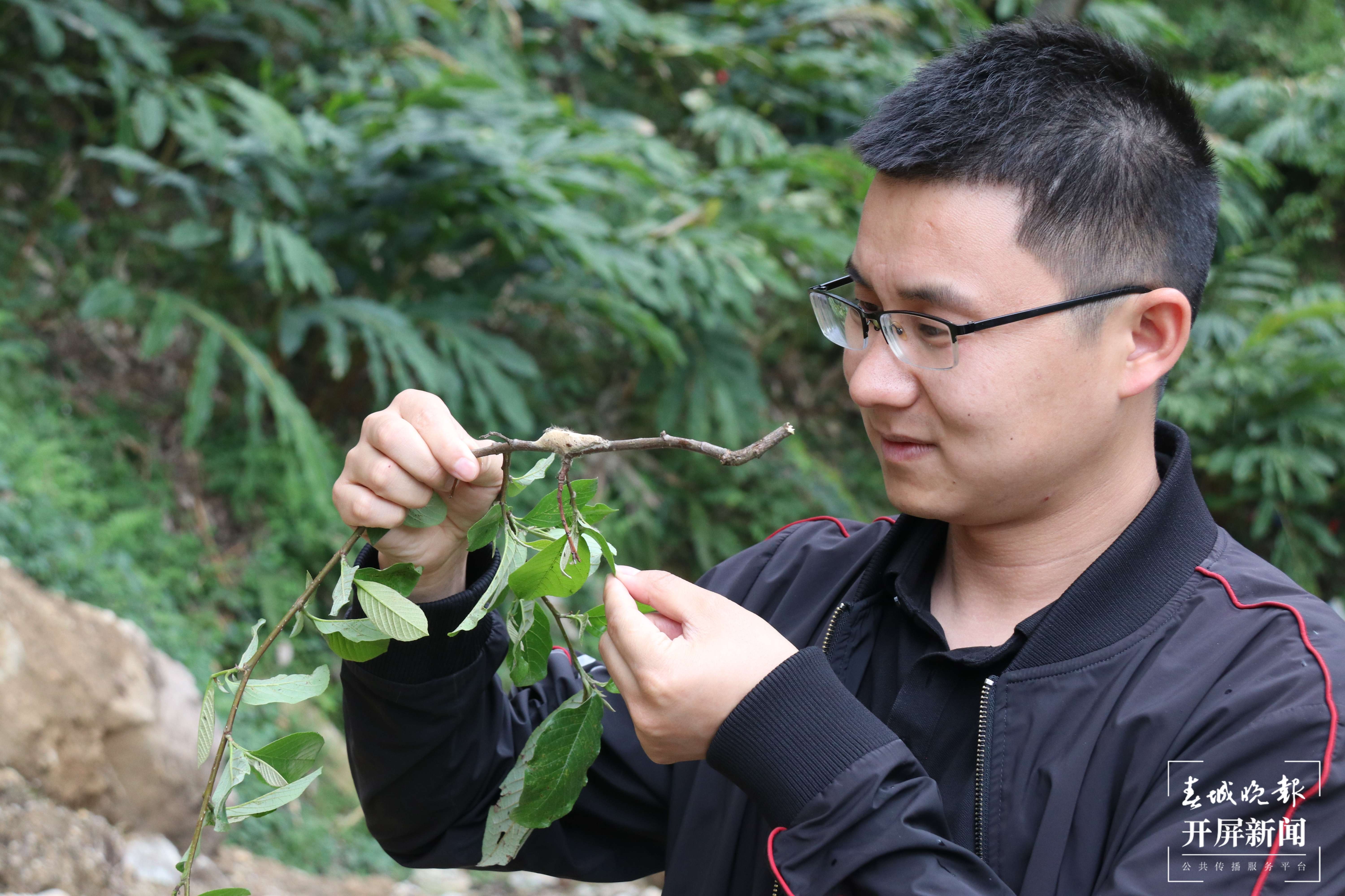 【怒江草果正红火】揭秘草果｜廖良坤：奔赴千里 只为这粒香料种子茁壮成长