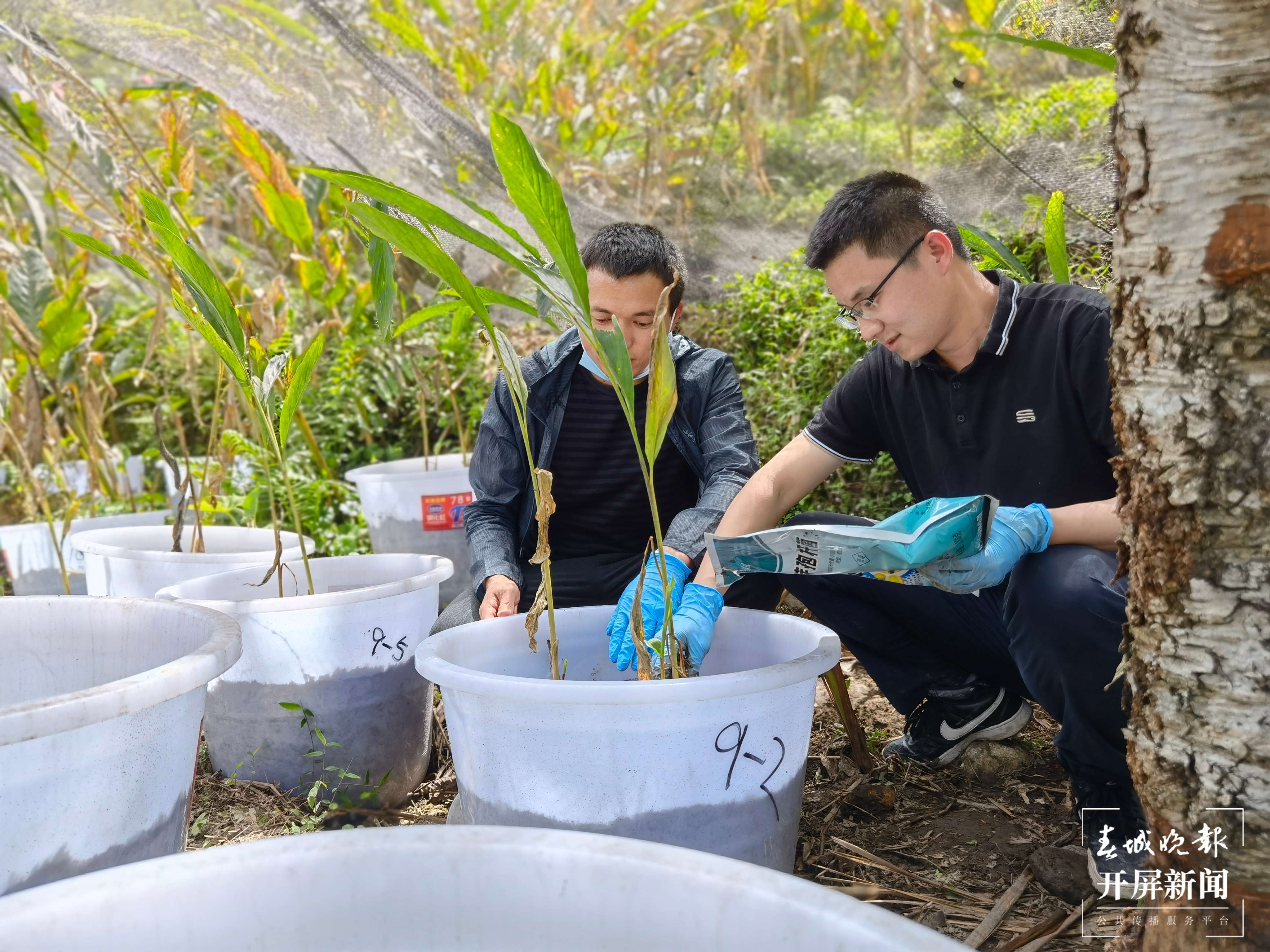 【怒江草果正红火】揭秘草果｜廖良坤：奔赴千里 只为这粒香料种子茁壮成长