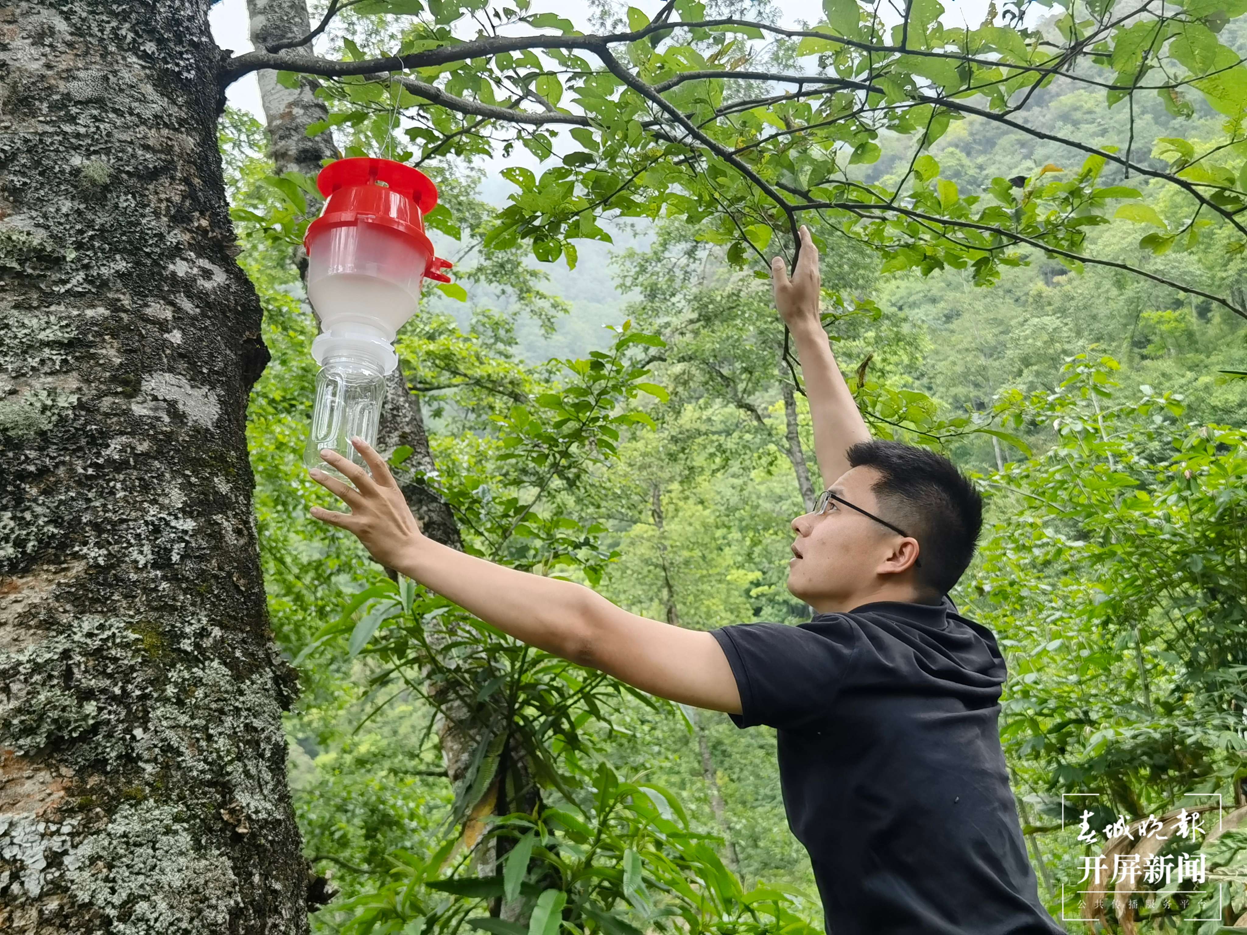 【怒江草果正红火】揭秘草果｜廖良坤：奔赴千里 只为这粒香料种子茁壮成长