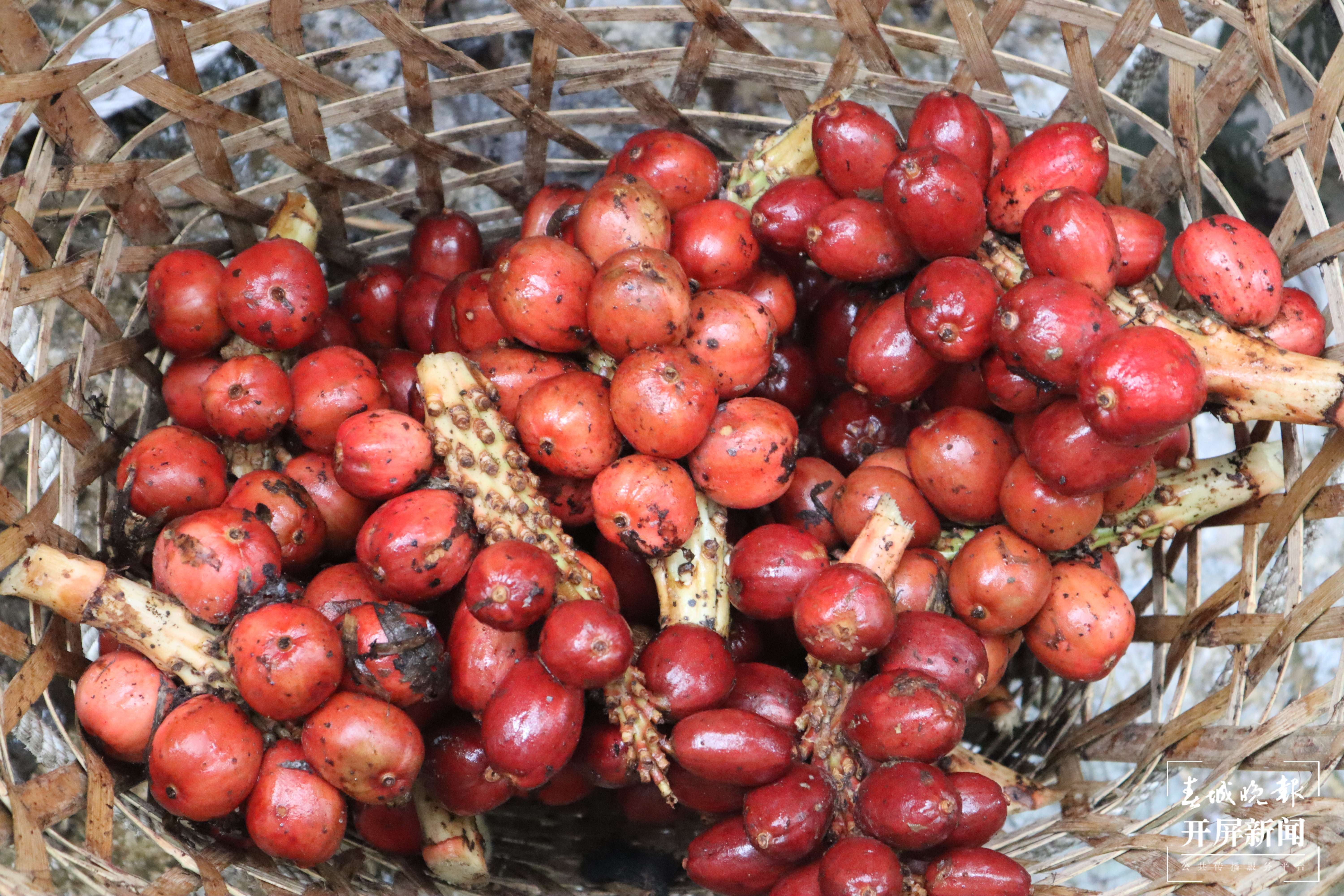 【怒江草果正红火】揭秘草果｜廖良坤：奔赴千里 只为这粒香料种子茁壮成长