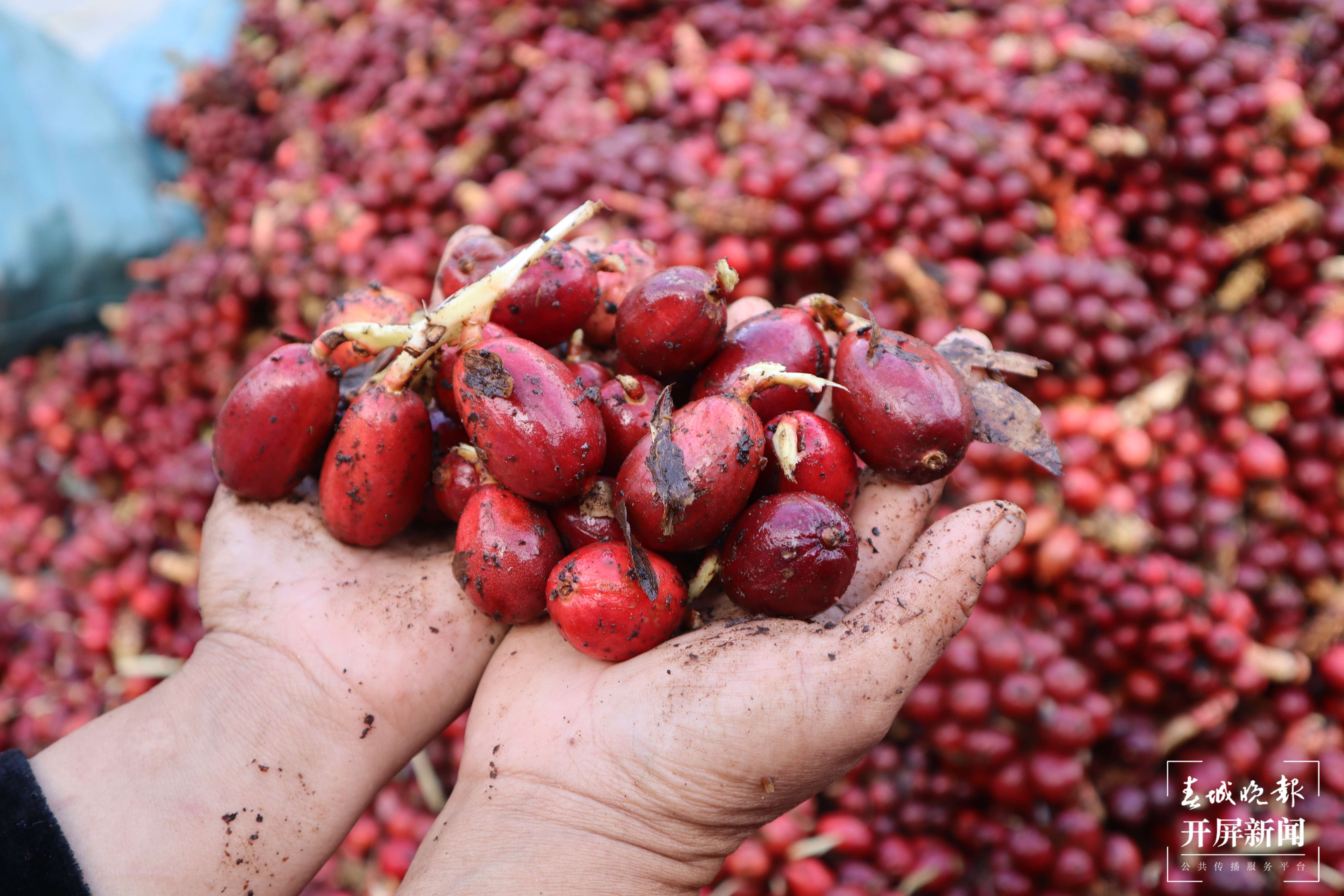 【怒江草果正红火】稿件《峡谷怒江|福贡：草果产业提质增效正当时》