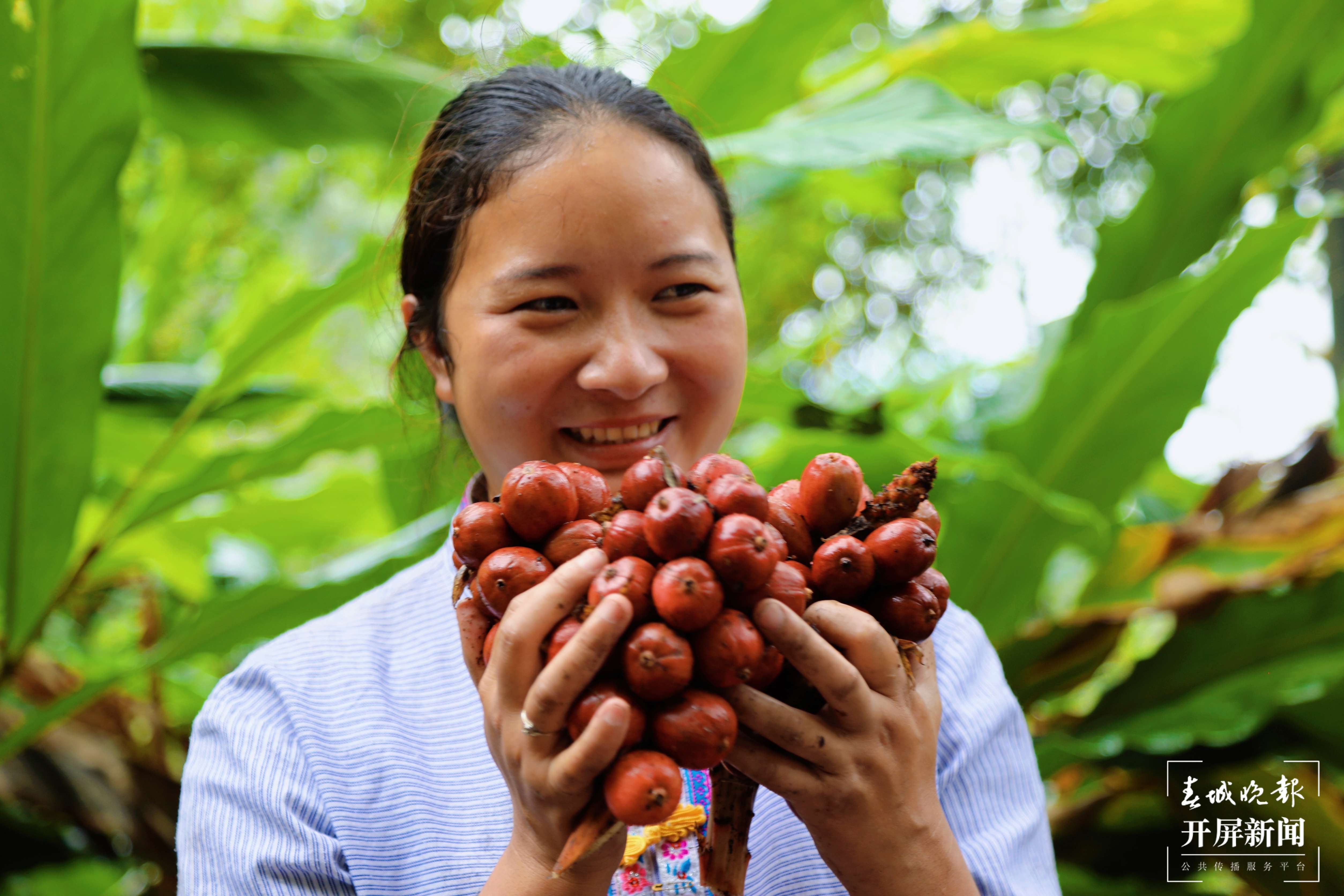 【怒江草果正红火】稿件《峡谷怒江|福贡：草果产业提质增效正当时》