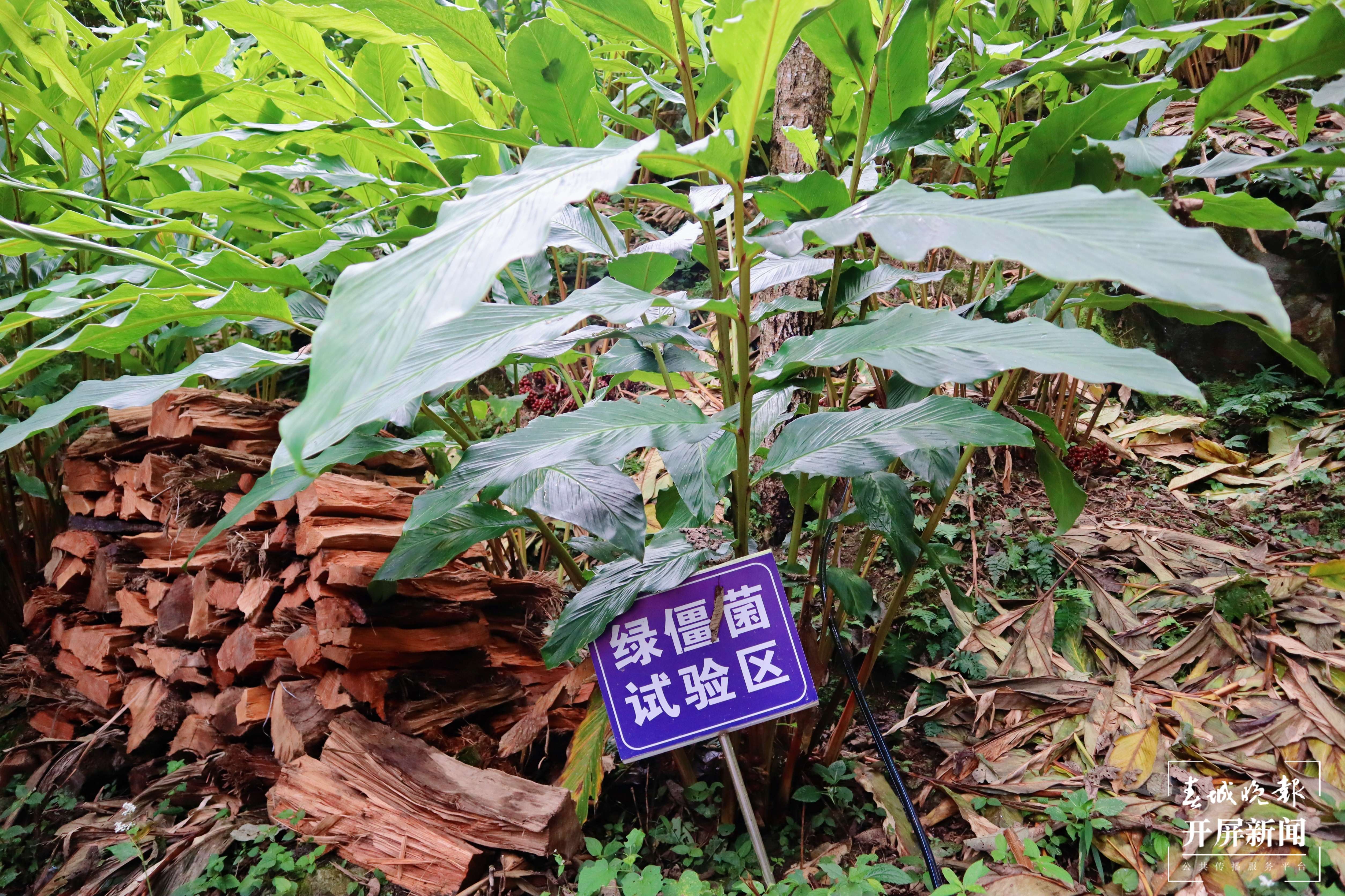 【怒江草果正红火】稿件《峡谷怒江|福贡：草果产业提质增效正当时》