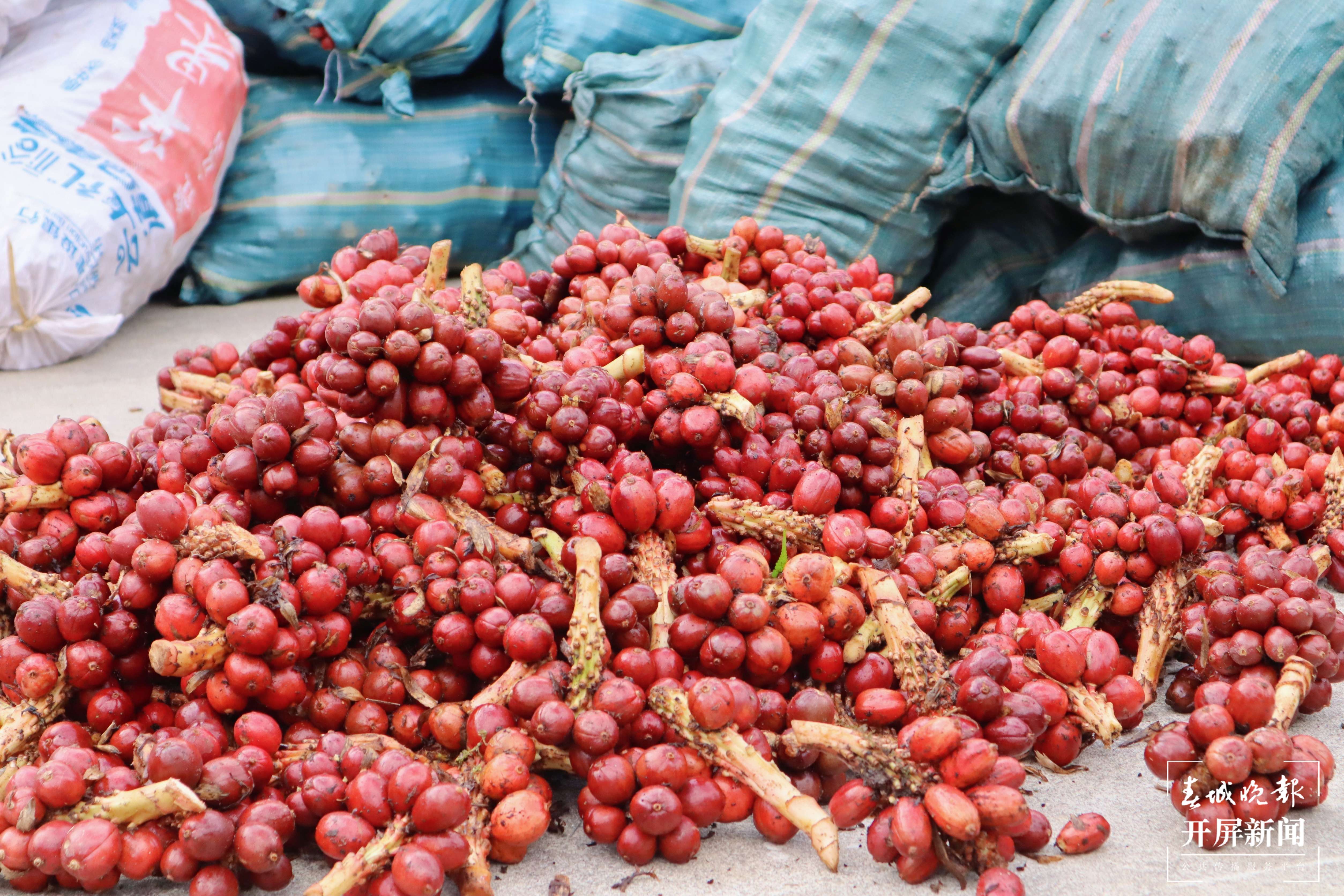 【怒江草果正红火】稿件《峡谷怒江|福贡：草果产业提质增效正当时》