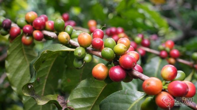 【有一种生活，叫大理】朱苦拉