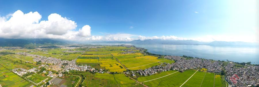 【有一种生活，叫大理】图片故事：洱海岸边稻谷香