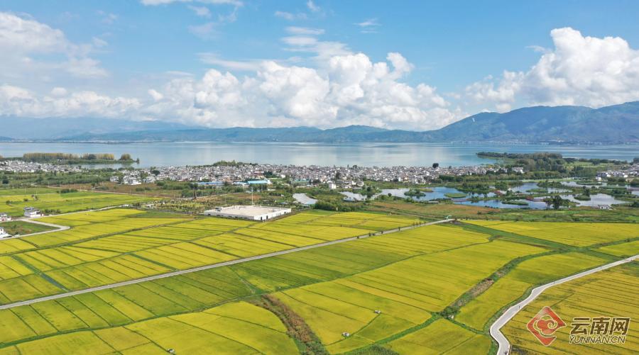 【有一种生活，叫大理】图片故事：洱海岸边稻谷香