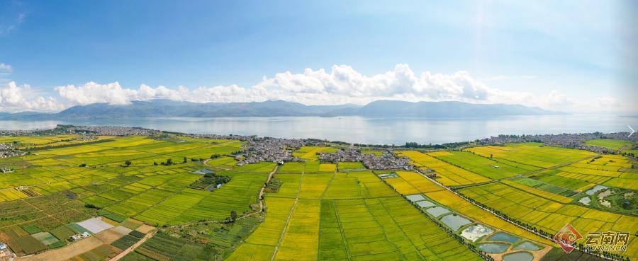 【有一种生活，叫大理】图片故事：洱海岸边稻谷香