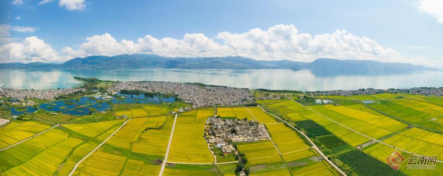 【有一种生活，叫大理】图片故事：洱海岸边稻谷香