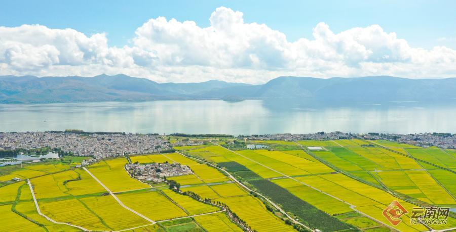 【有一种生活，叫大理】图片故事：洱海岸边稻谷香