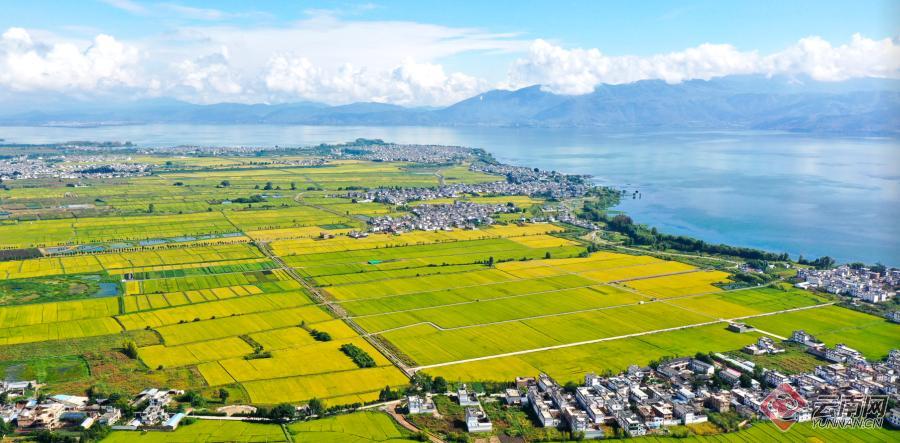 【有一种生活，叫大理】图片故事：洱海岸边稻谷香