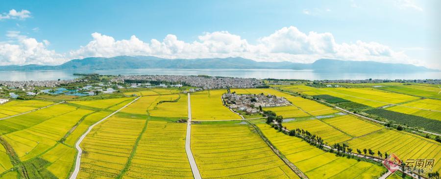 【有一种生活，叫大理】图片故事：洱海岸边稻谷香