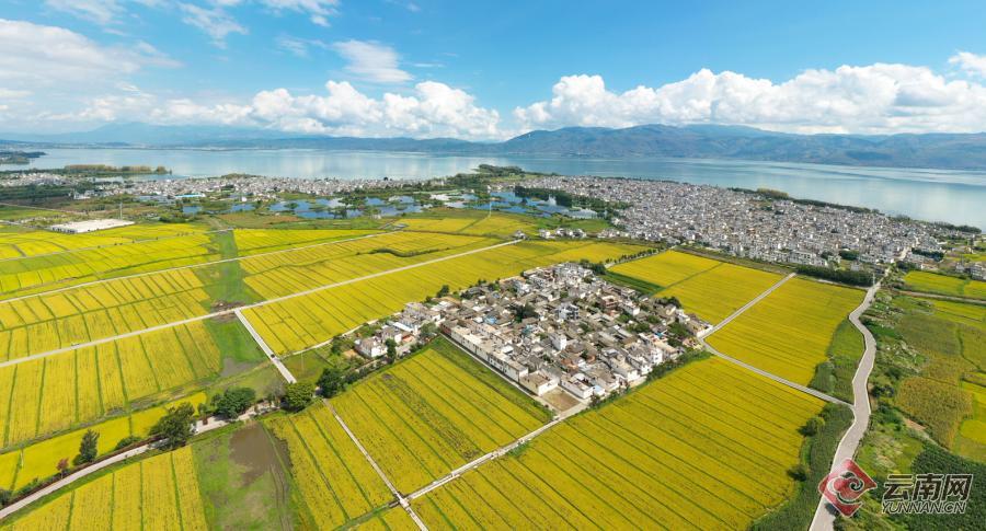 【有一种生活，叫大理】图片故事：洱海岸边稻谷香